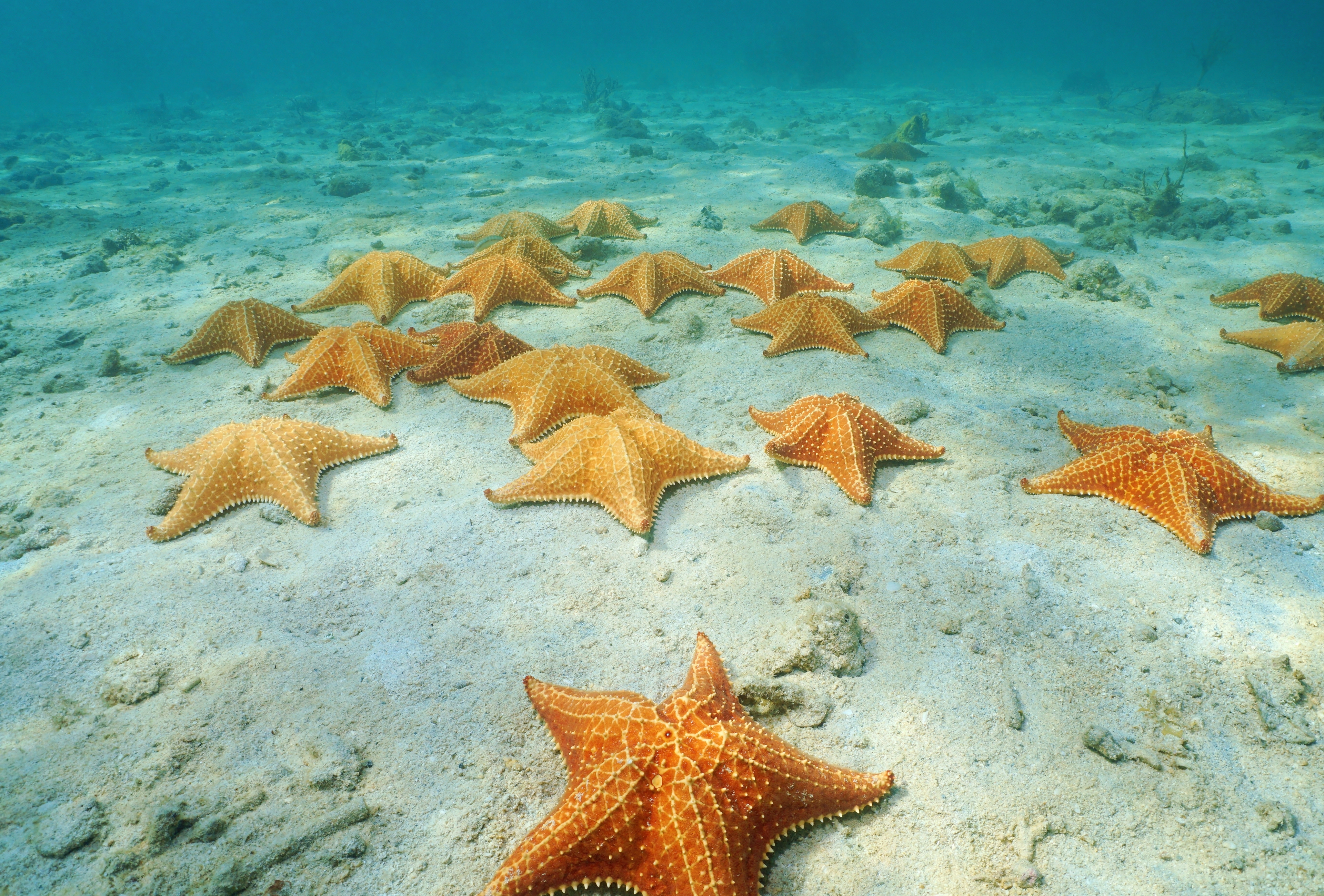 Cushion sea stars in Panama