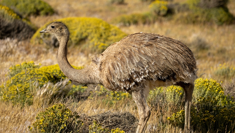 Darwin's rhea, Torres del Paine