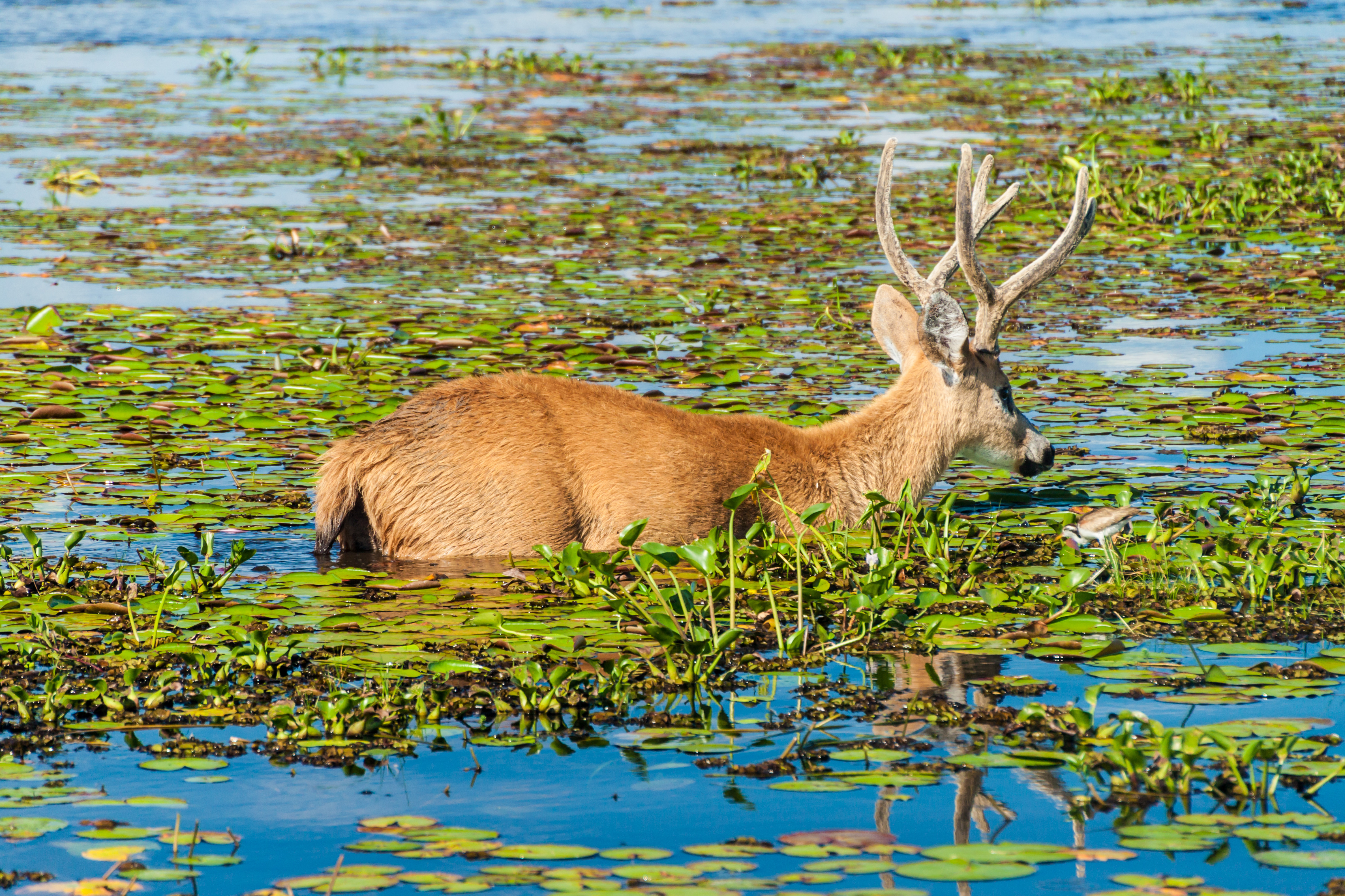 Argentina, Marsh Deer In Ibera Wetlands