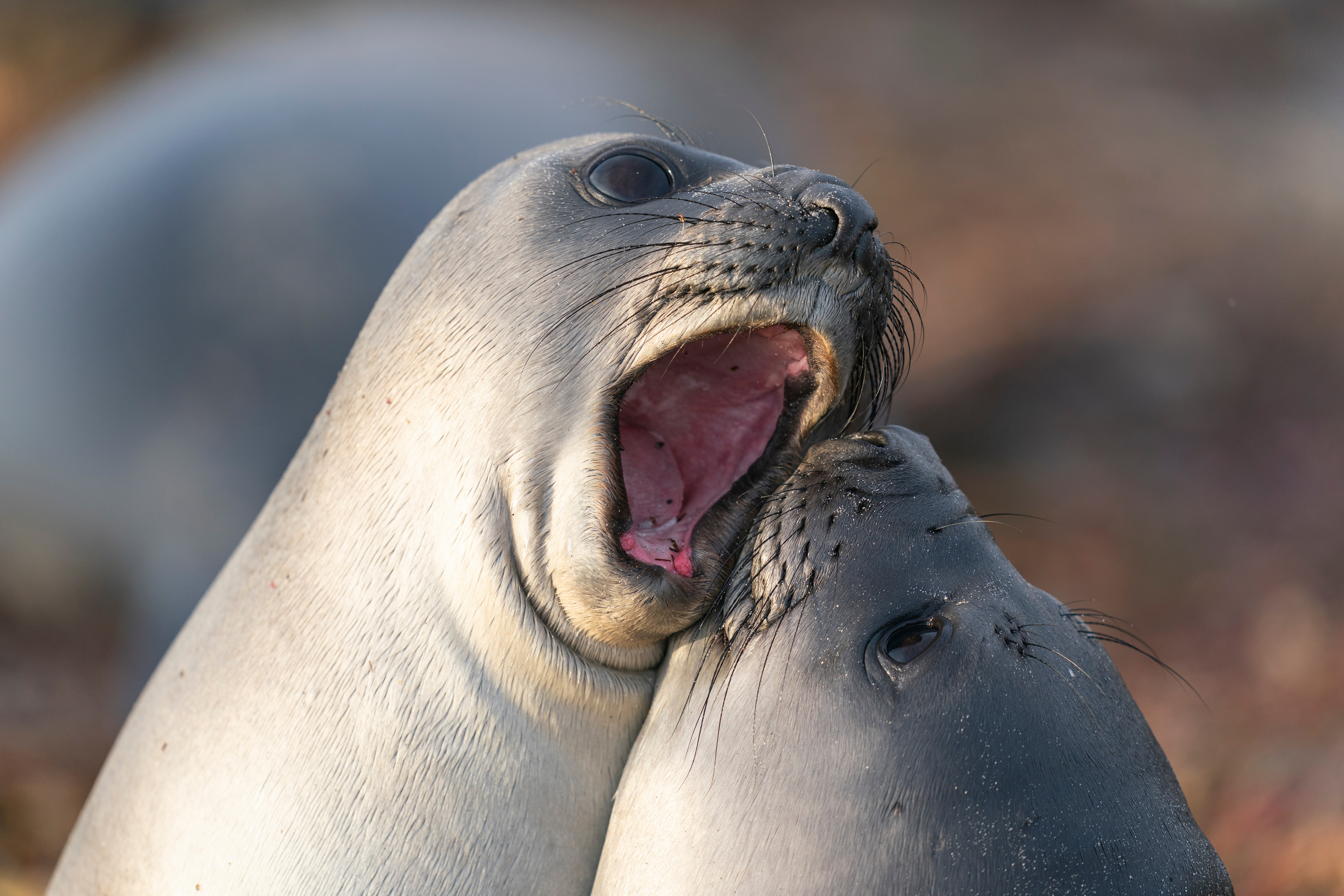 Falklands_Elephant_Seals