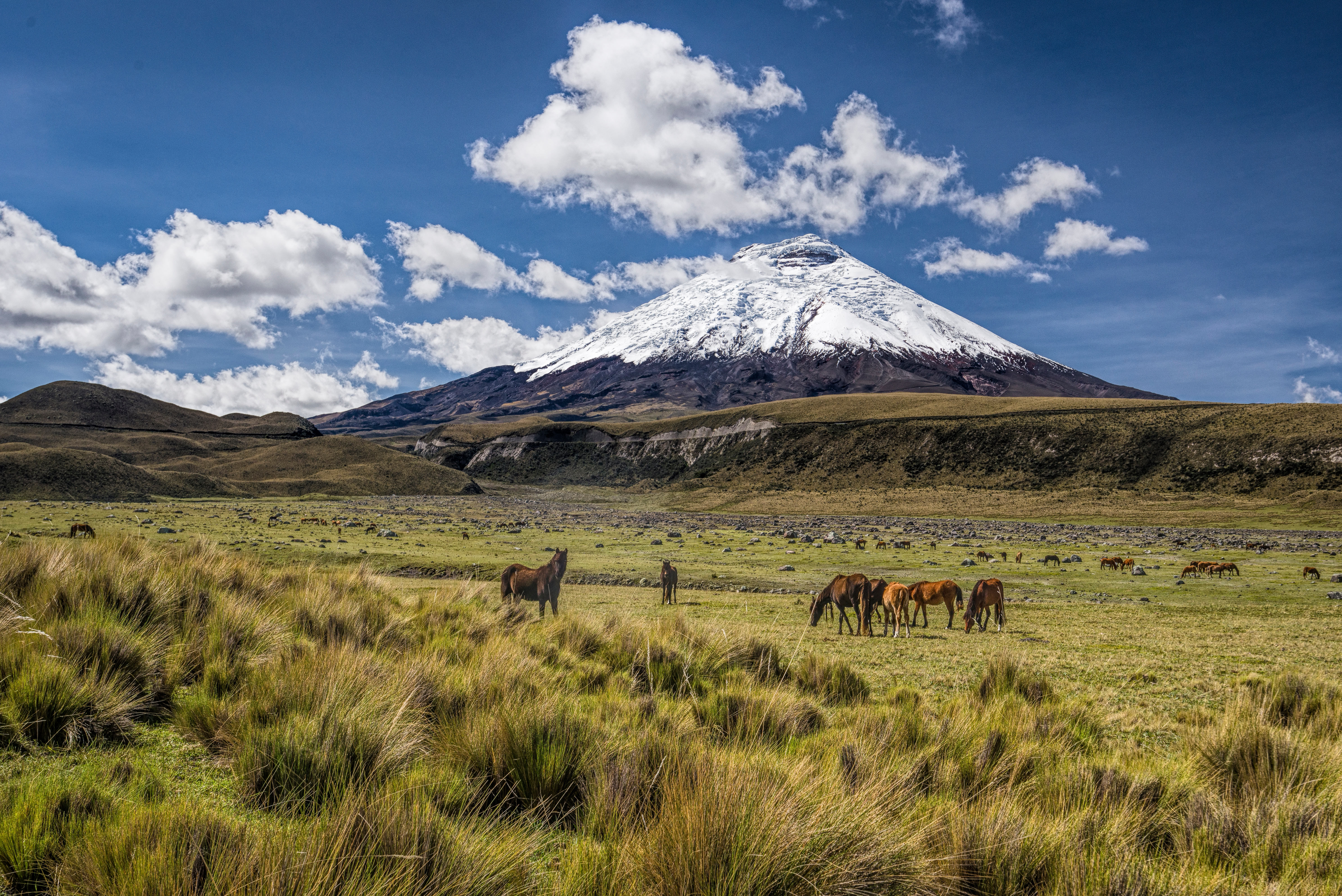 Ecuador_Cotopaxi_Volcano_Horses