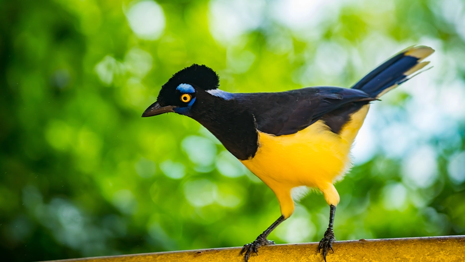 Plush-crested jay bird, Brazilian Iguazu Falls