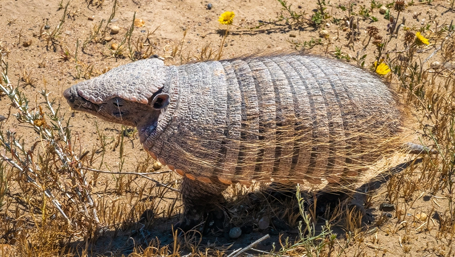 Patagonian armadillo, Peninsula Valdes