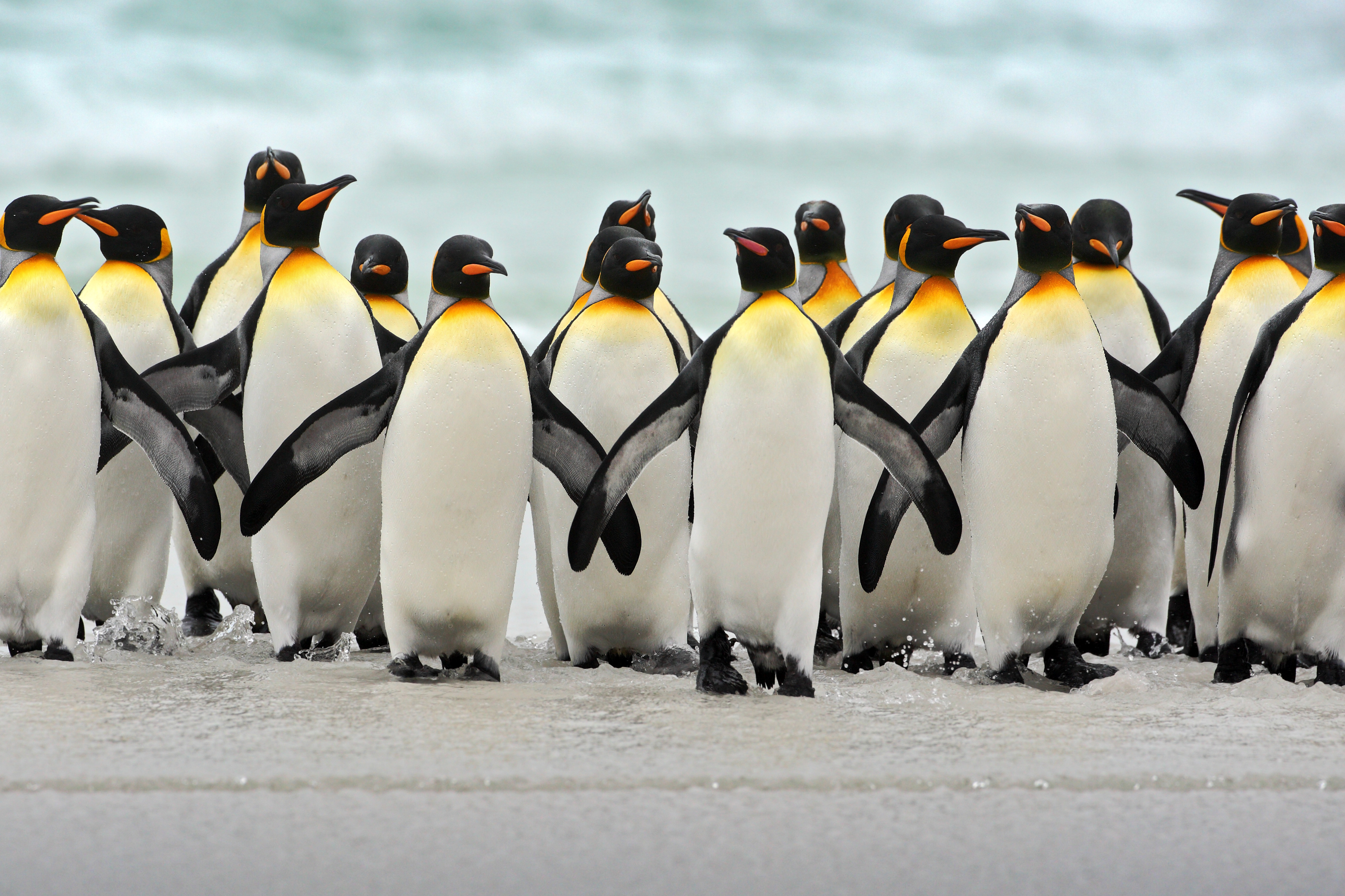 Falklands_King_Penguins_Volunteer_Point