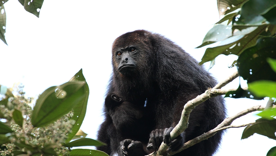 Guatemalan Black Howler Monkey