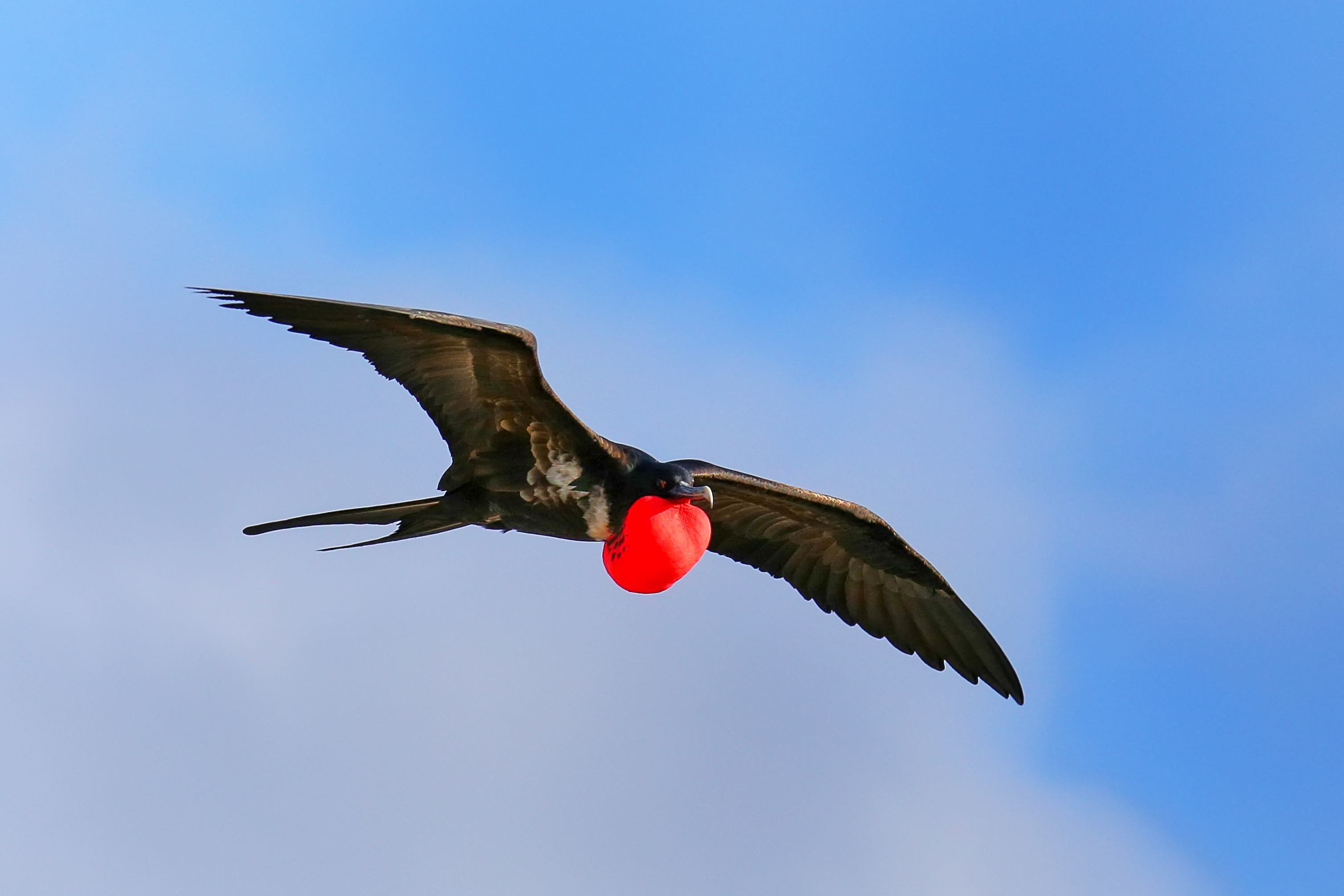 Galapagos_Frigatebird