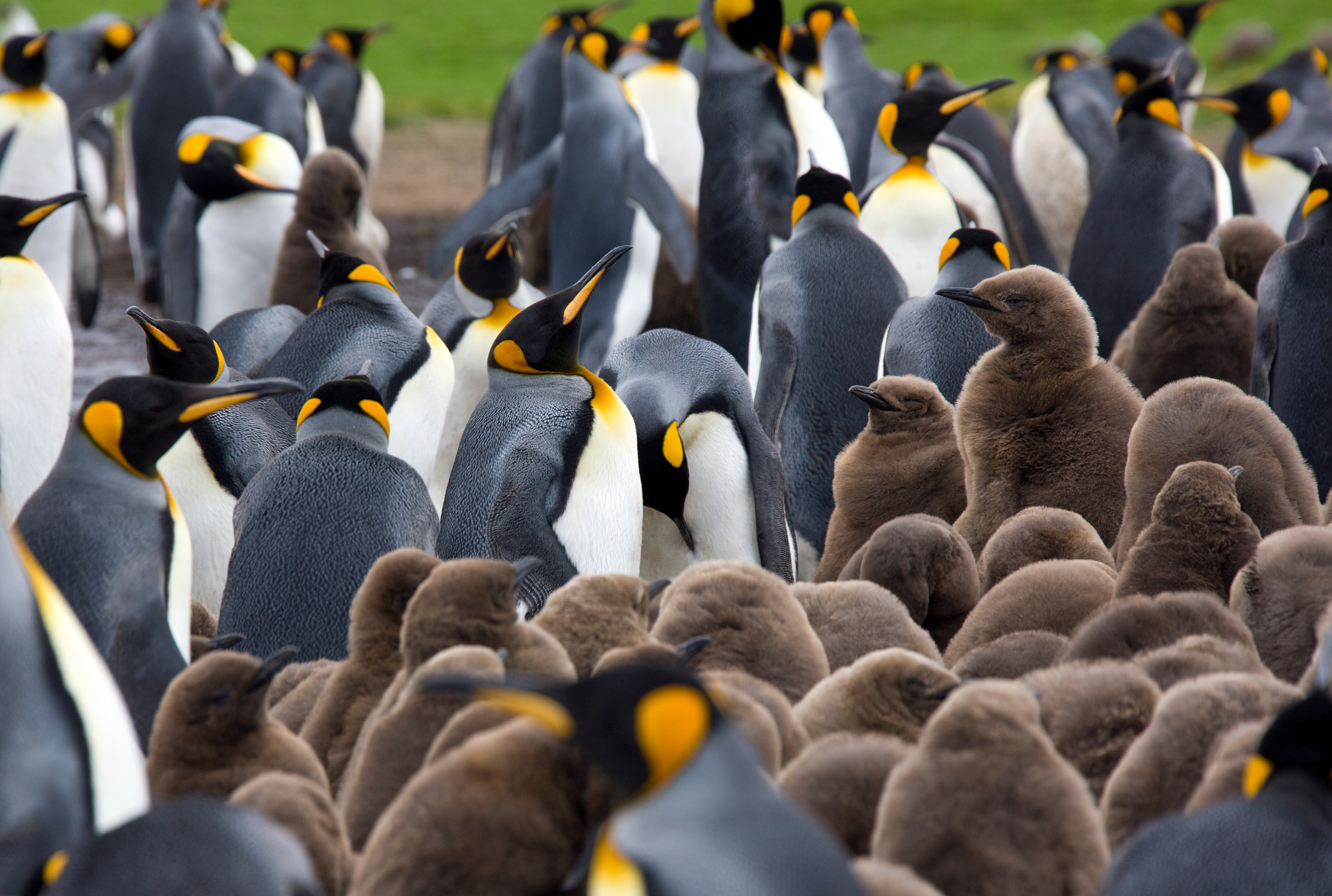 Falkland_Islands_King Penguins