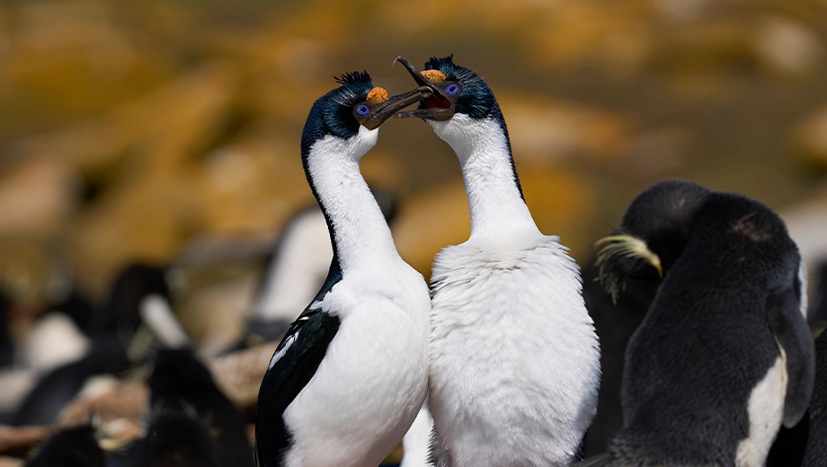 Falklands_Saunders Islands_Imperial Shag courtship