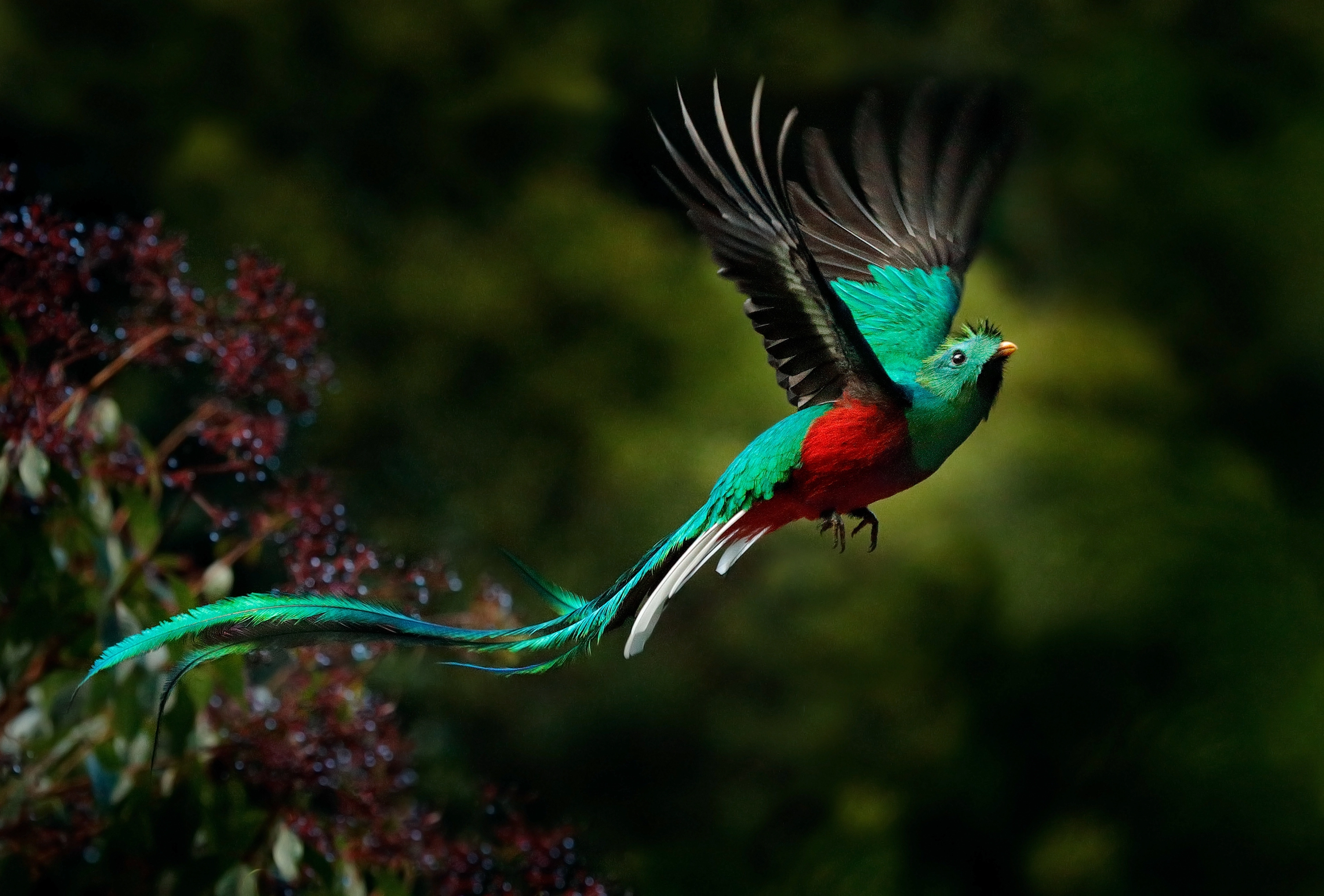 Quetzal close-up