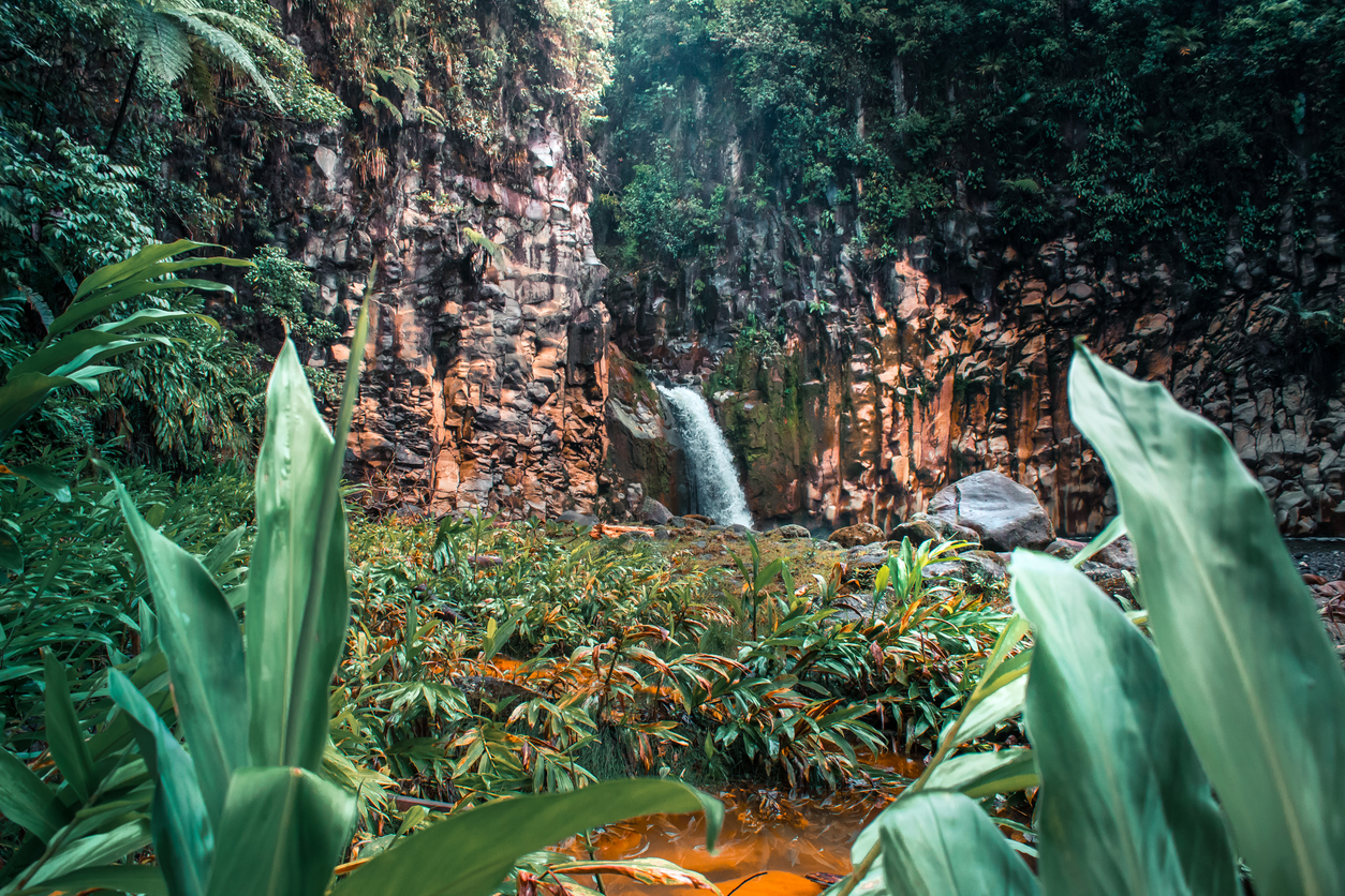 Bajos del Toro cloud forest