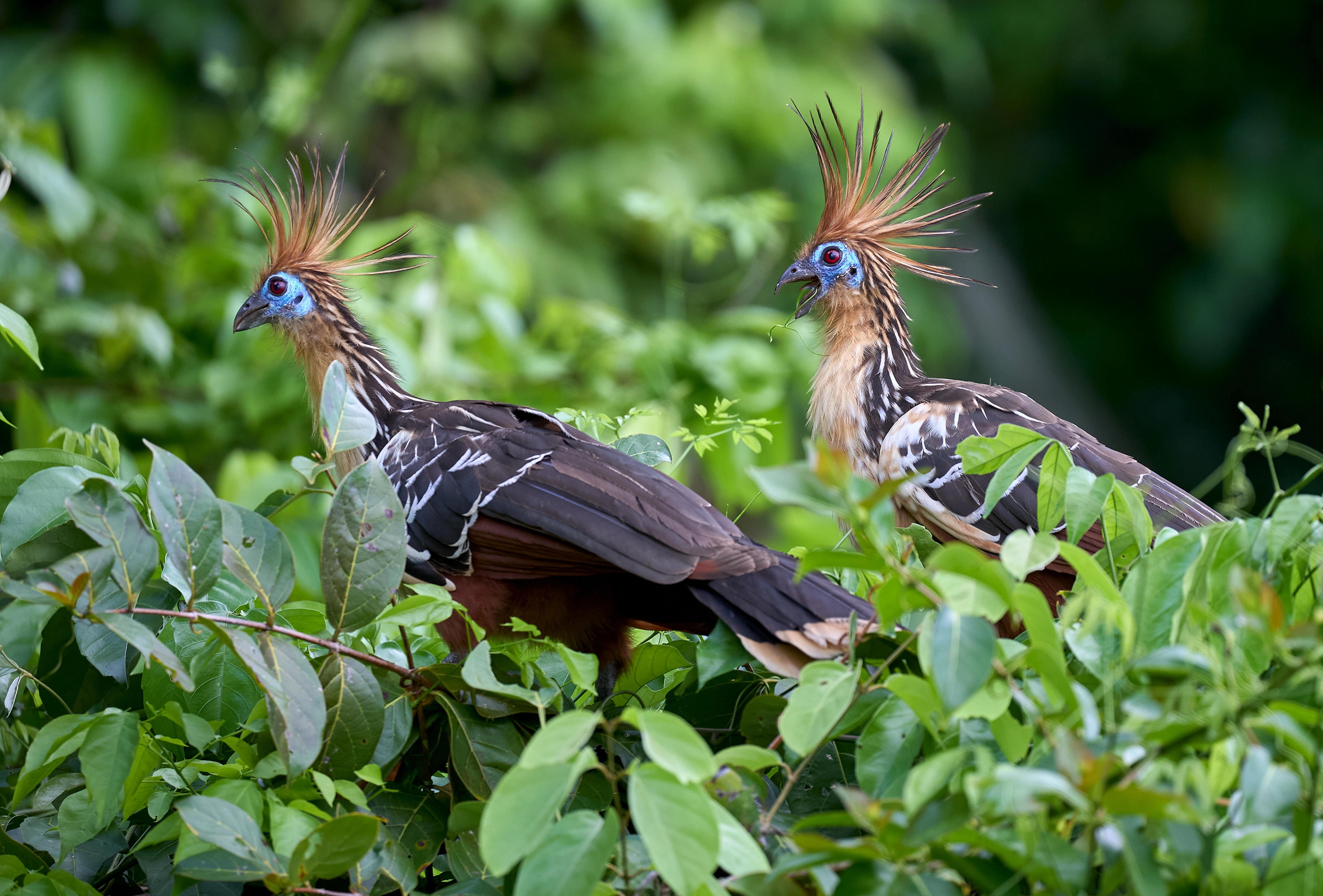 Ecuador_Amazon Rainforest_Hoatzin pair