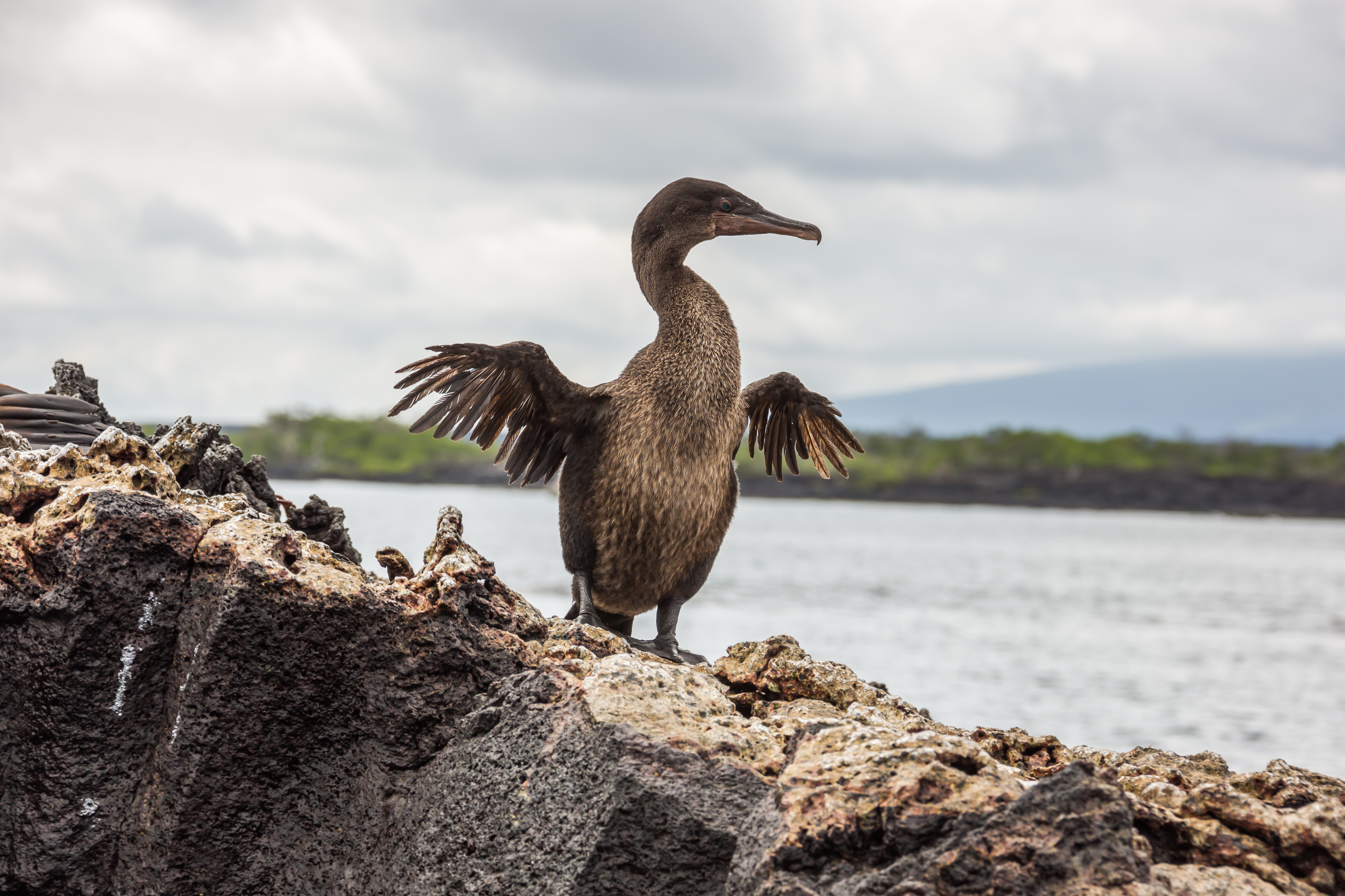 Galapagos_Flightless_Cormorant