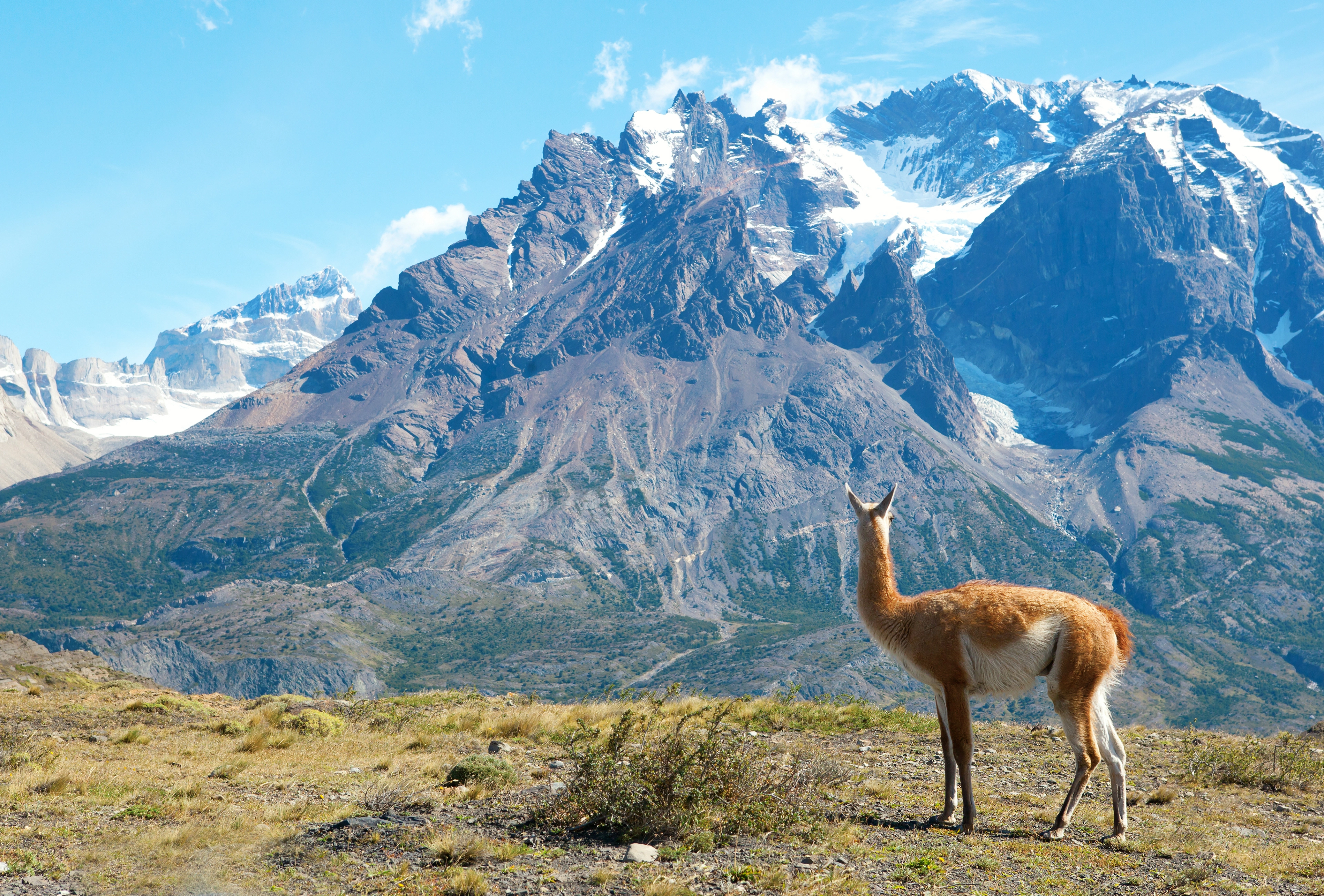 Chile Patagonia Guanaco