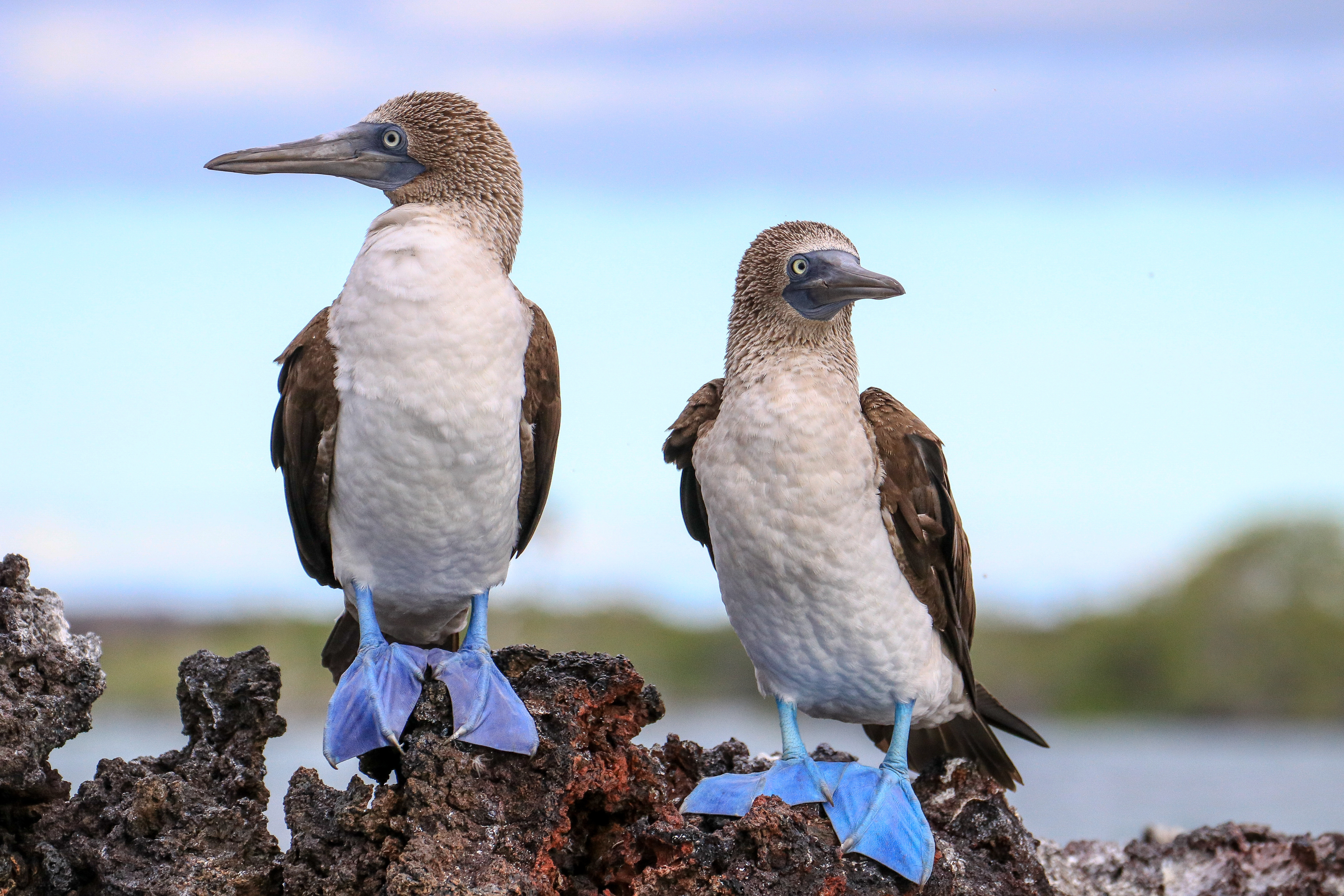 Galapagos_Blue_Footed_Booby