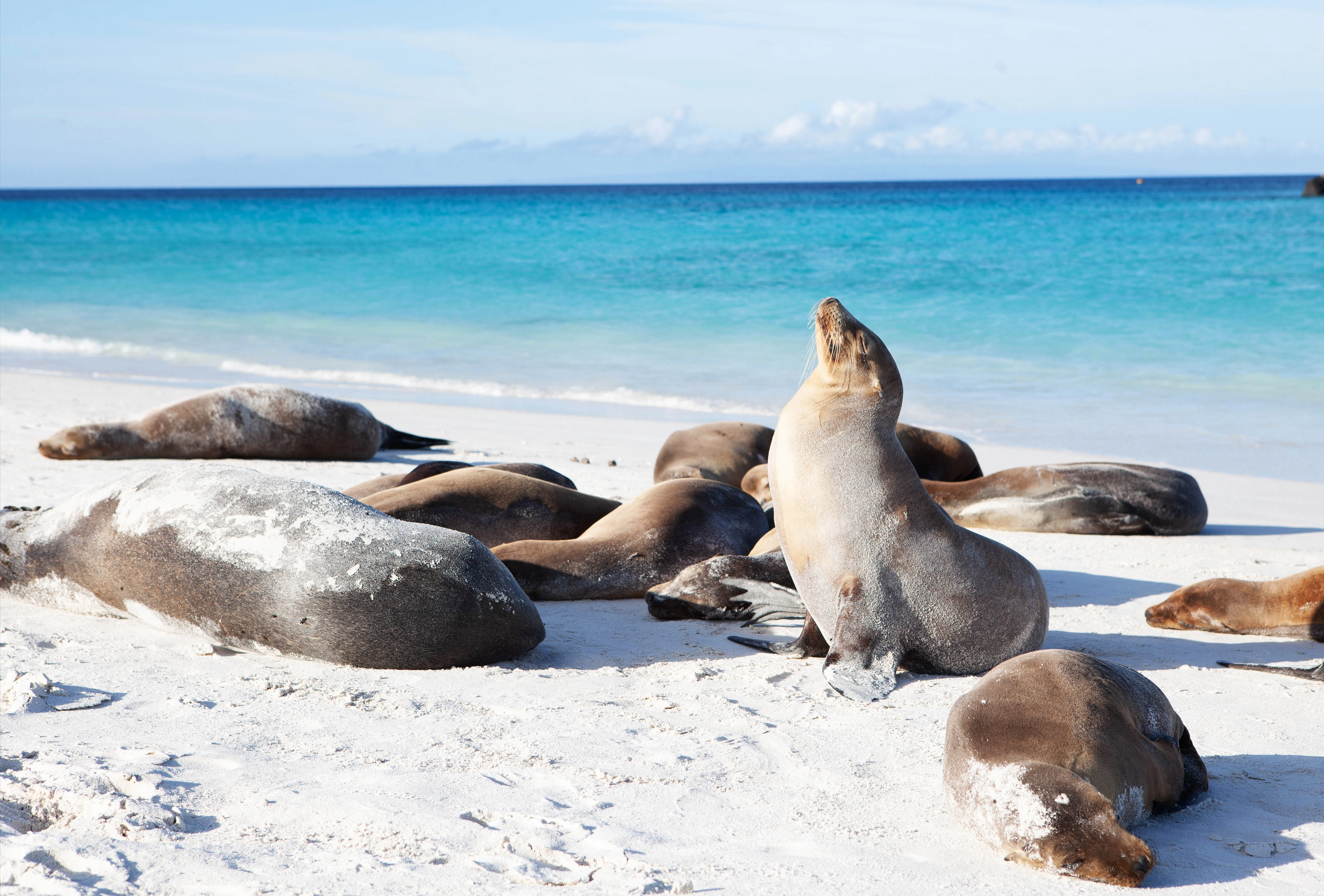 Galapagos Sea Lions Banner