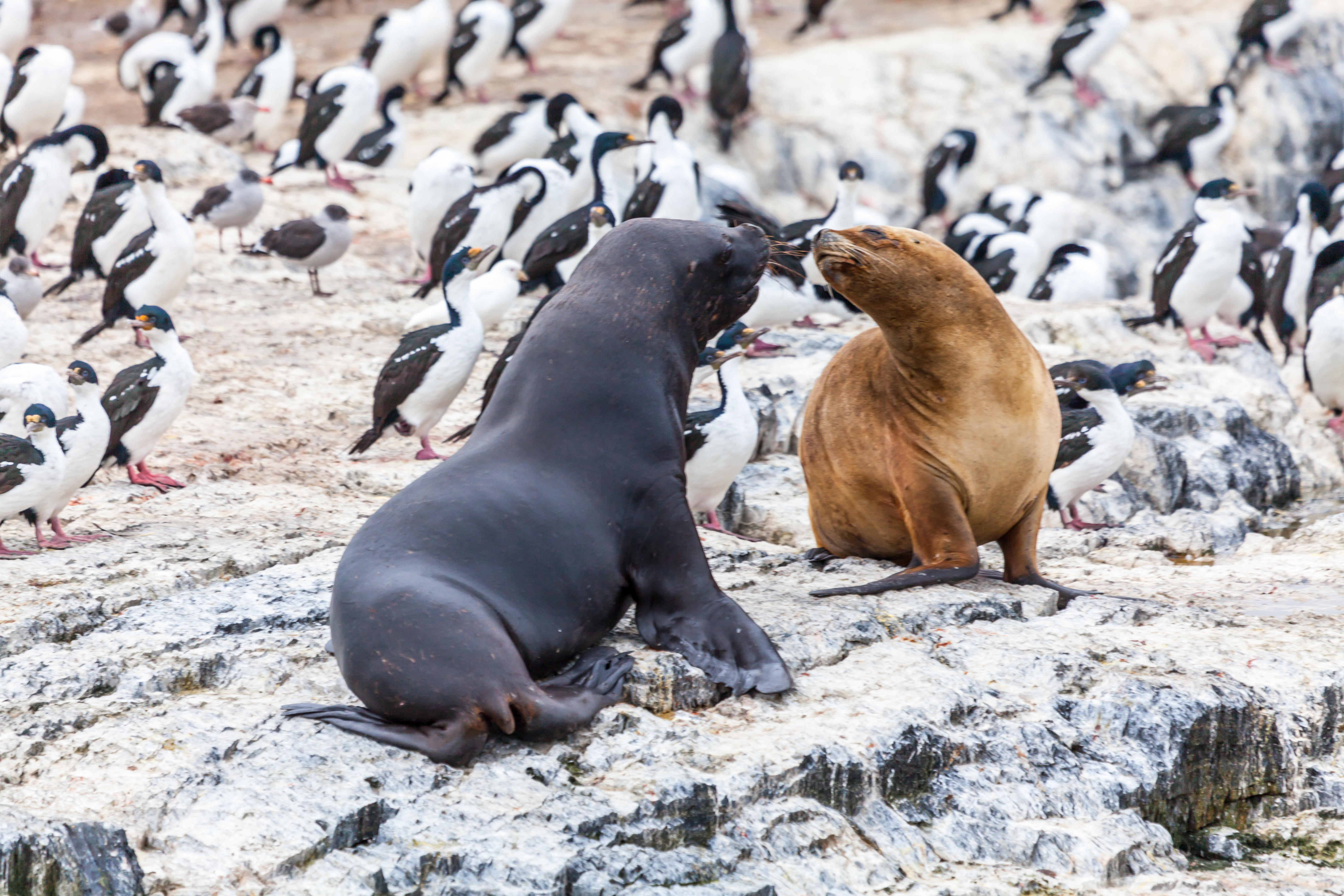 Argentina, Ushuaia, Beagle Island, Sea Lions And Penguins