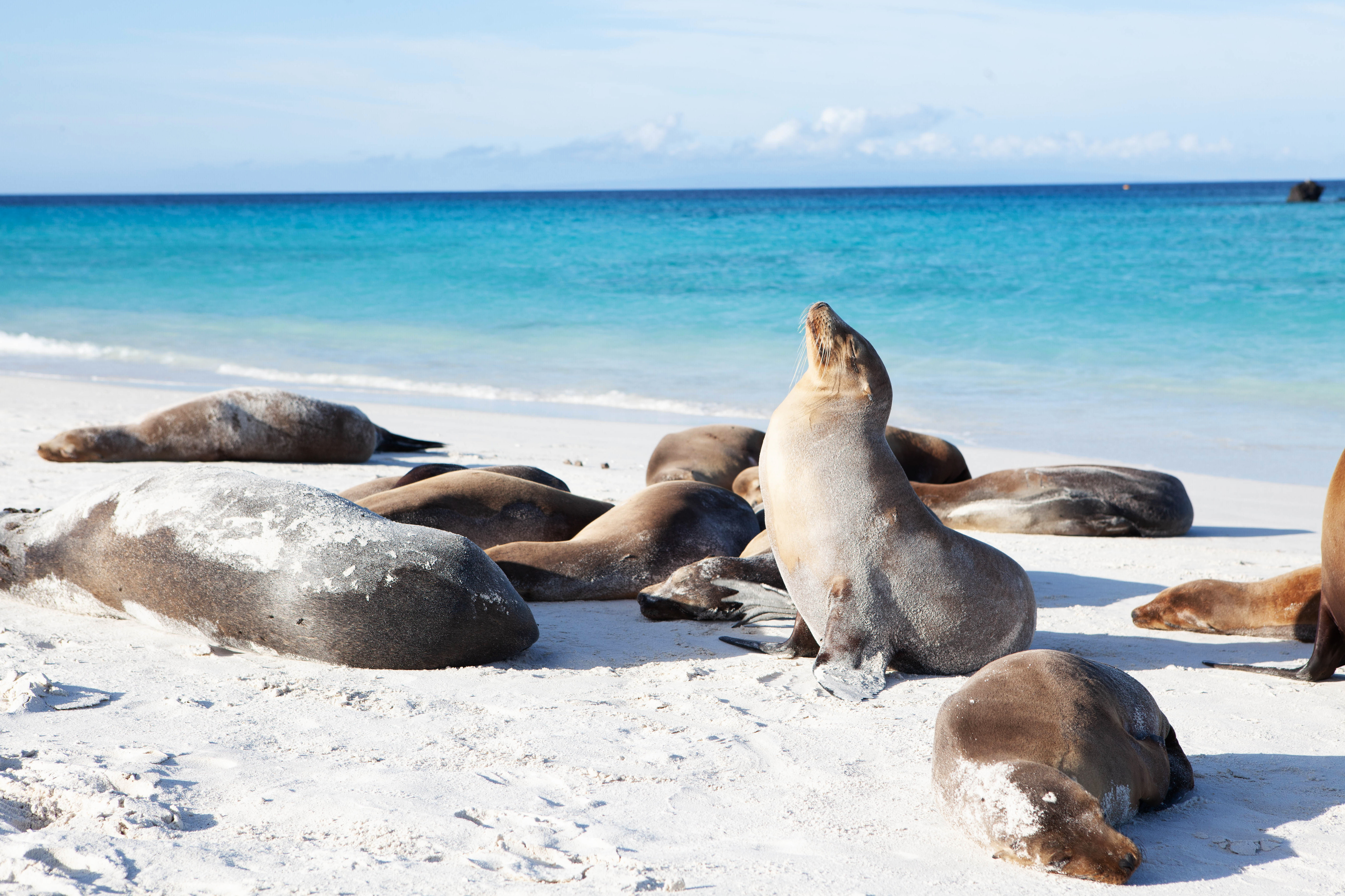 Galapagos_Sea_Lions