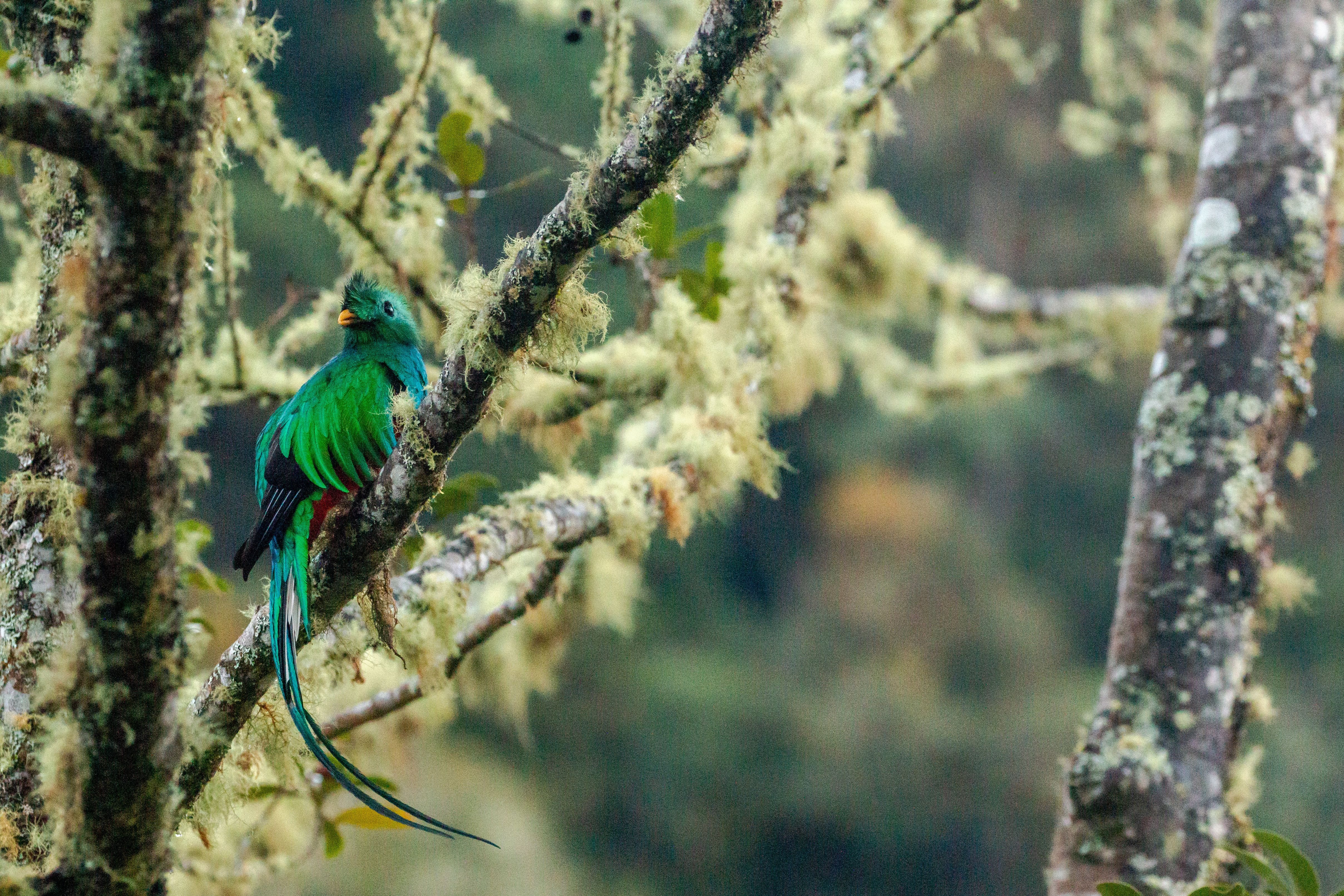 Costa_Rica_Quetzel_Cloud_Forest