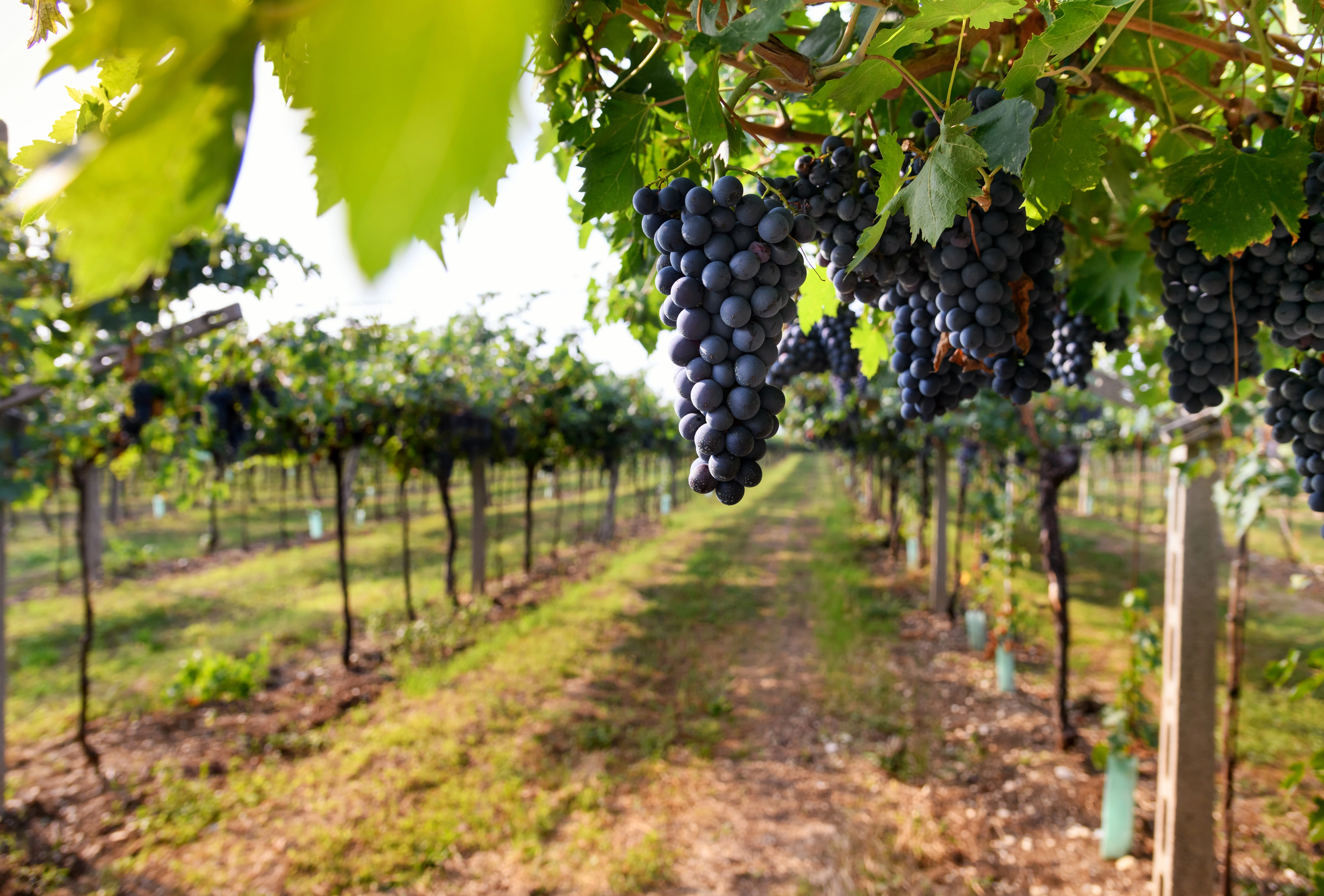 Uruguay_Black grapes