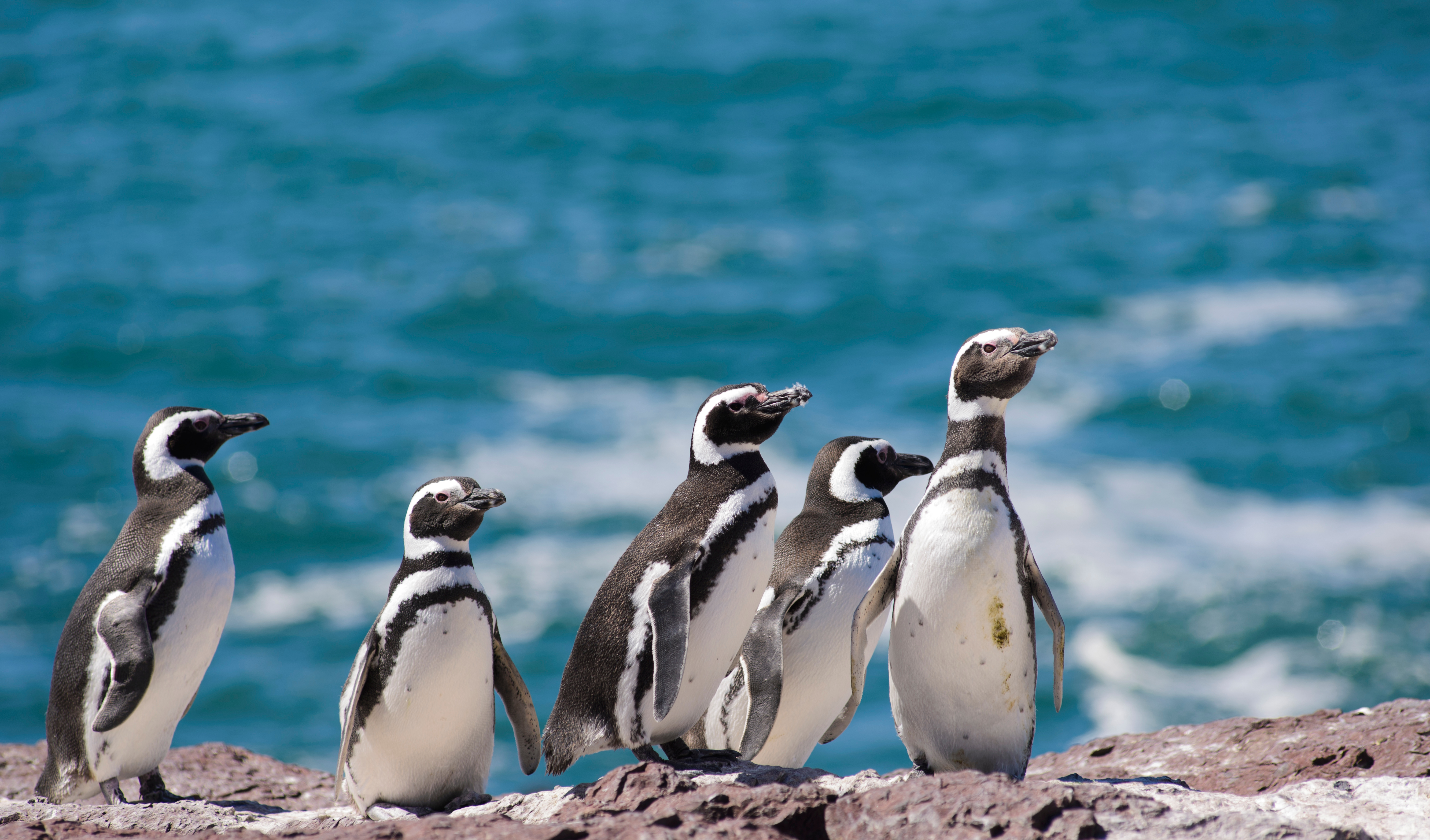 Argentina_Puerto_Madryn_Penguins