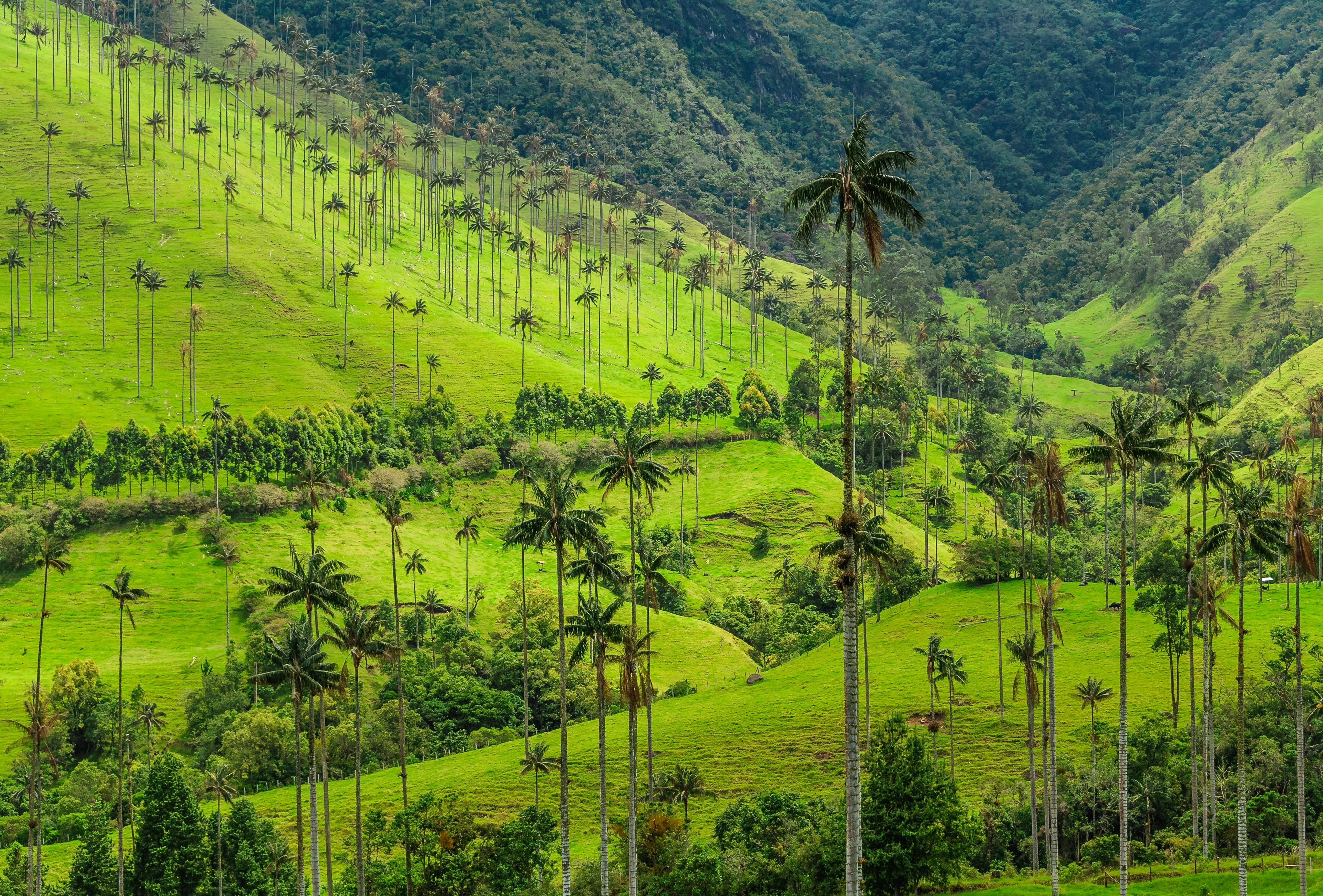 Cocora Valley wax palms