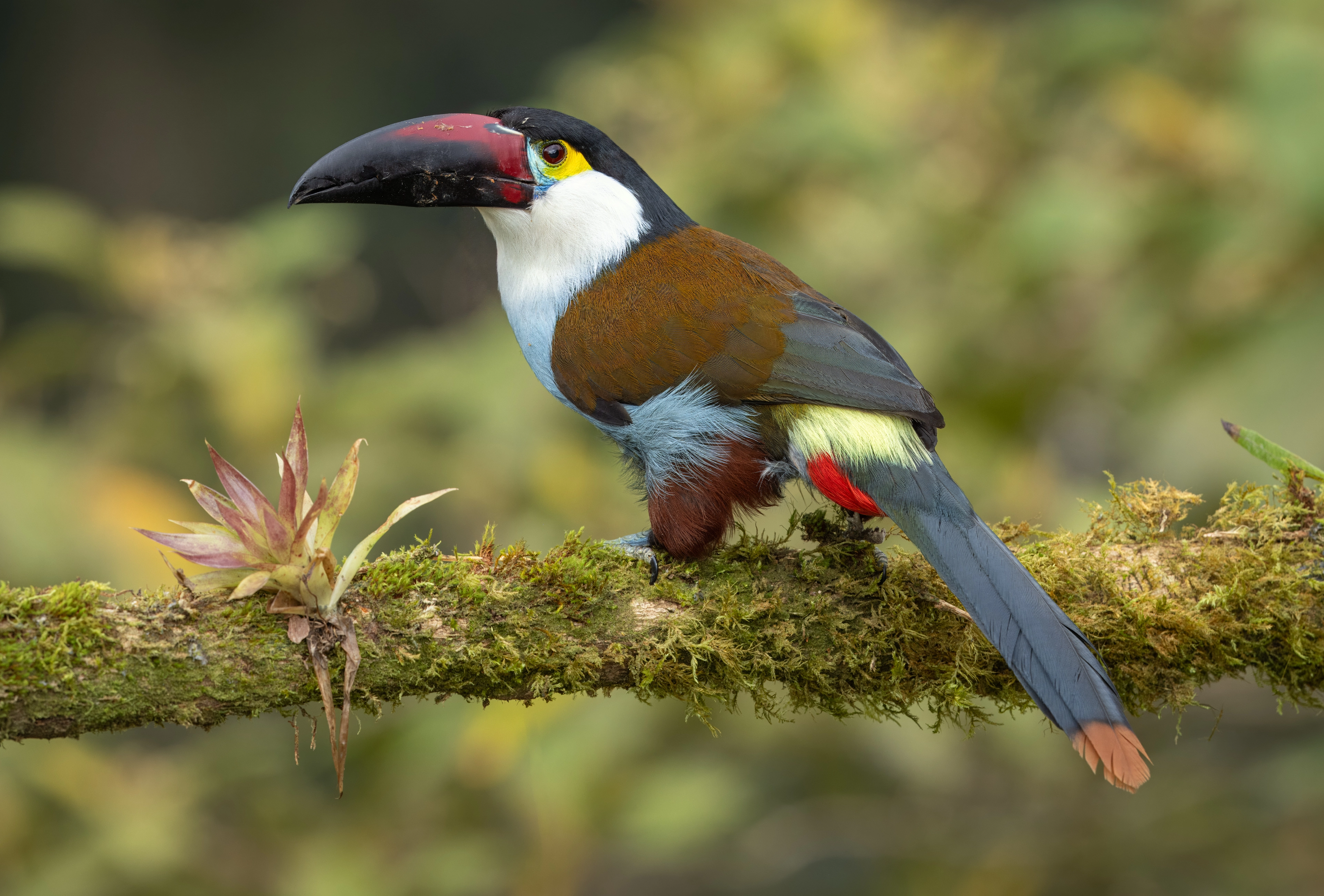 Black-billed Mountain-Toucan