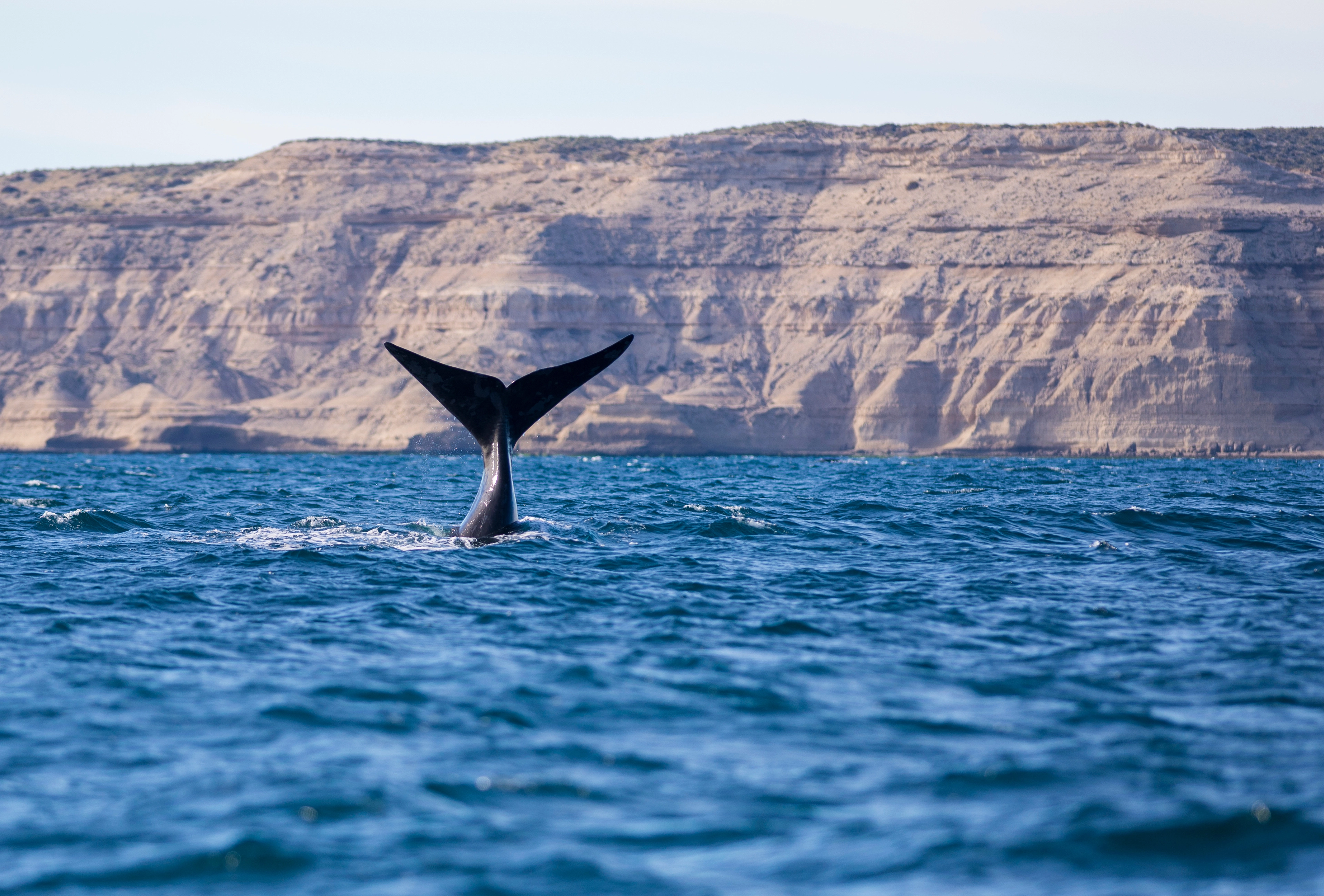 Argentina Puerto Madryn Whales