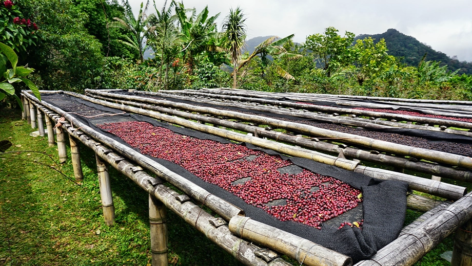 Coffee beans, Boquete