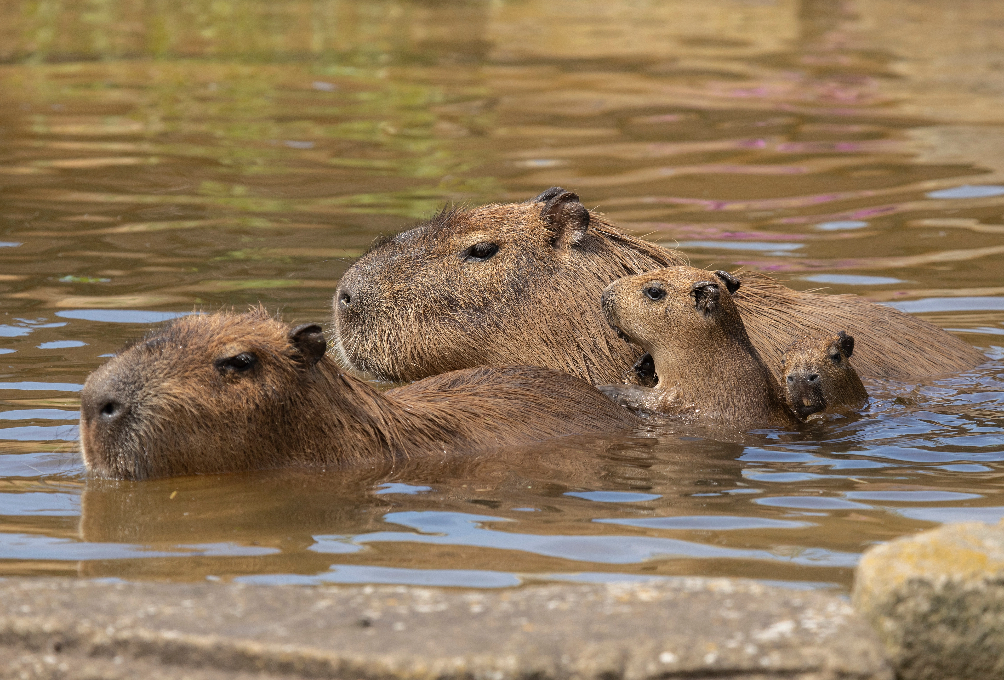 Capybaras family, Iberá Wetlands