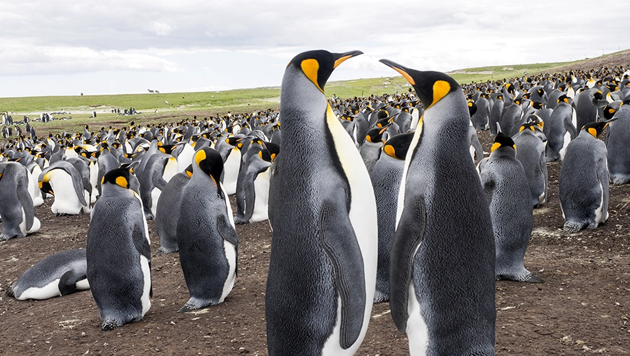 Falklands_Volunteer Point_King penguins colonies