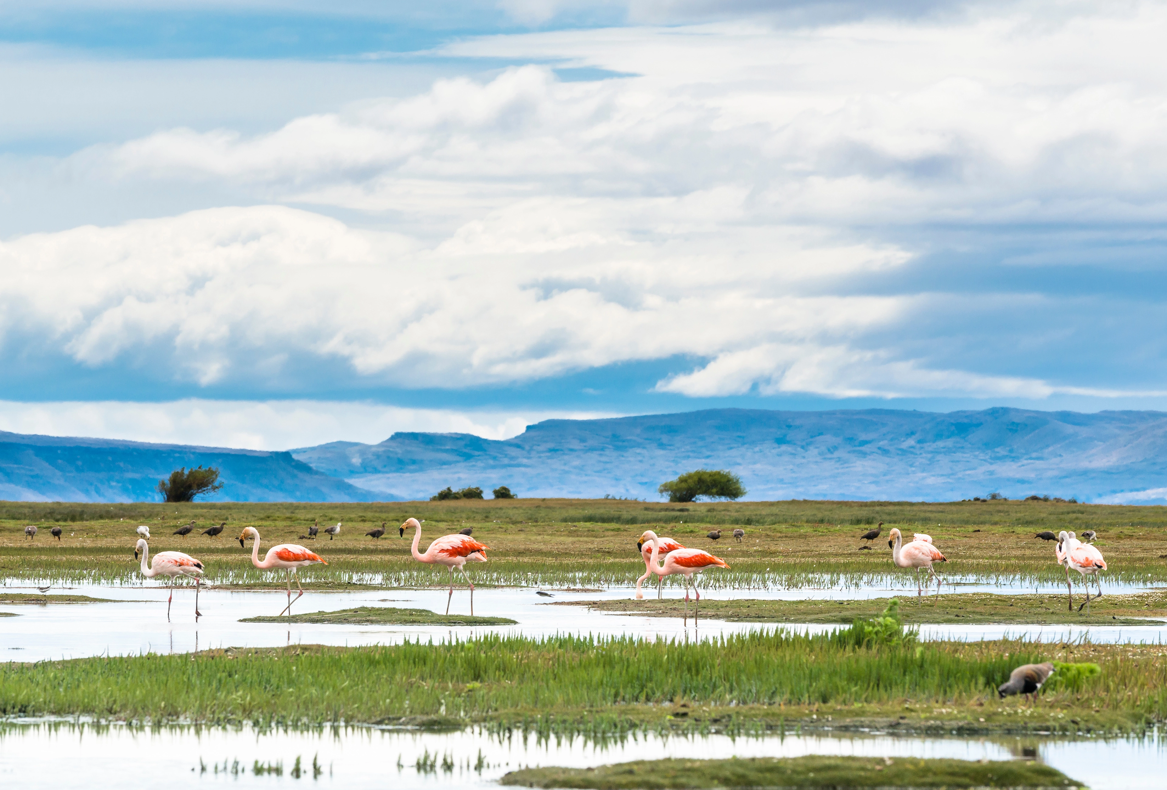 Argentina El Calafate Flamingos