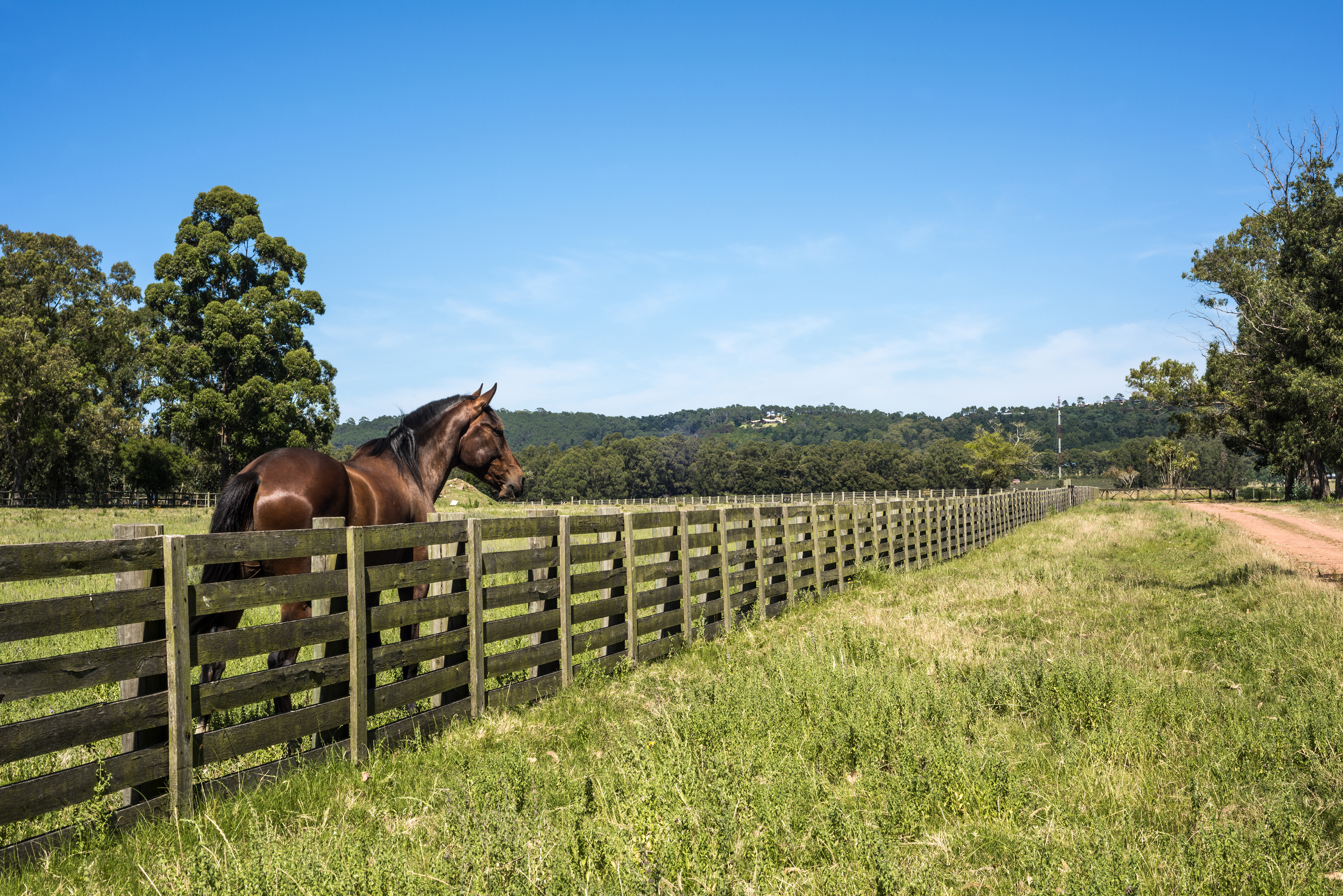 Uruguay_Horse_Field