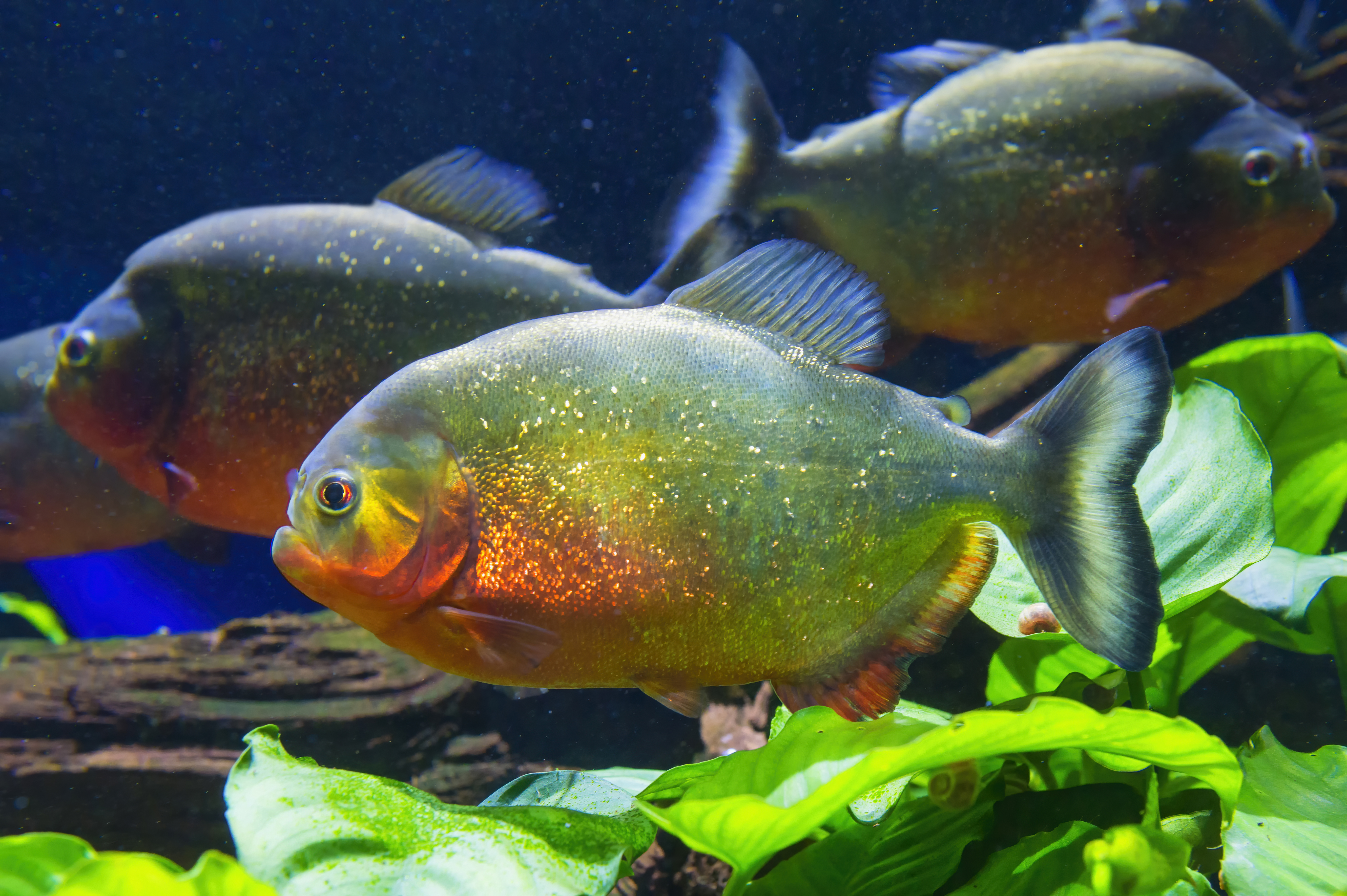 Brazil Red Bellied Piranha Or Red Piranha (Pygocentrus Nattereri), Amazon, Brazil