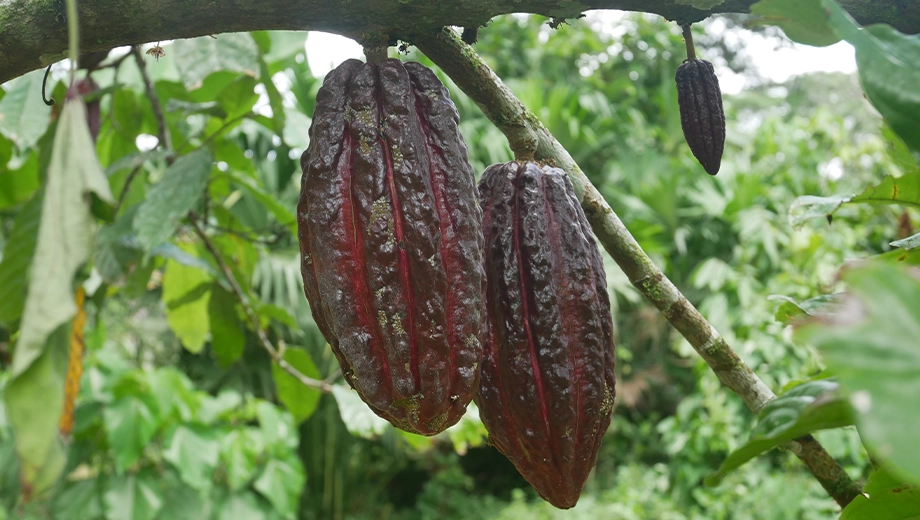 Ecuador_Tena_Cocoa beans