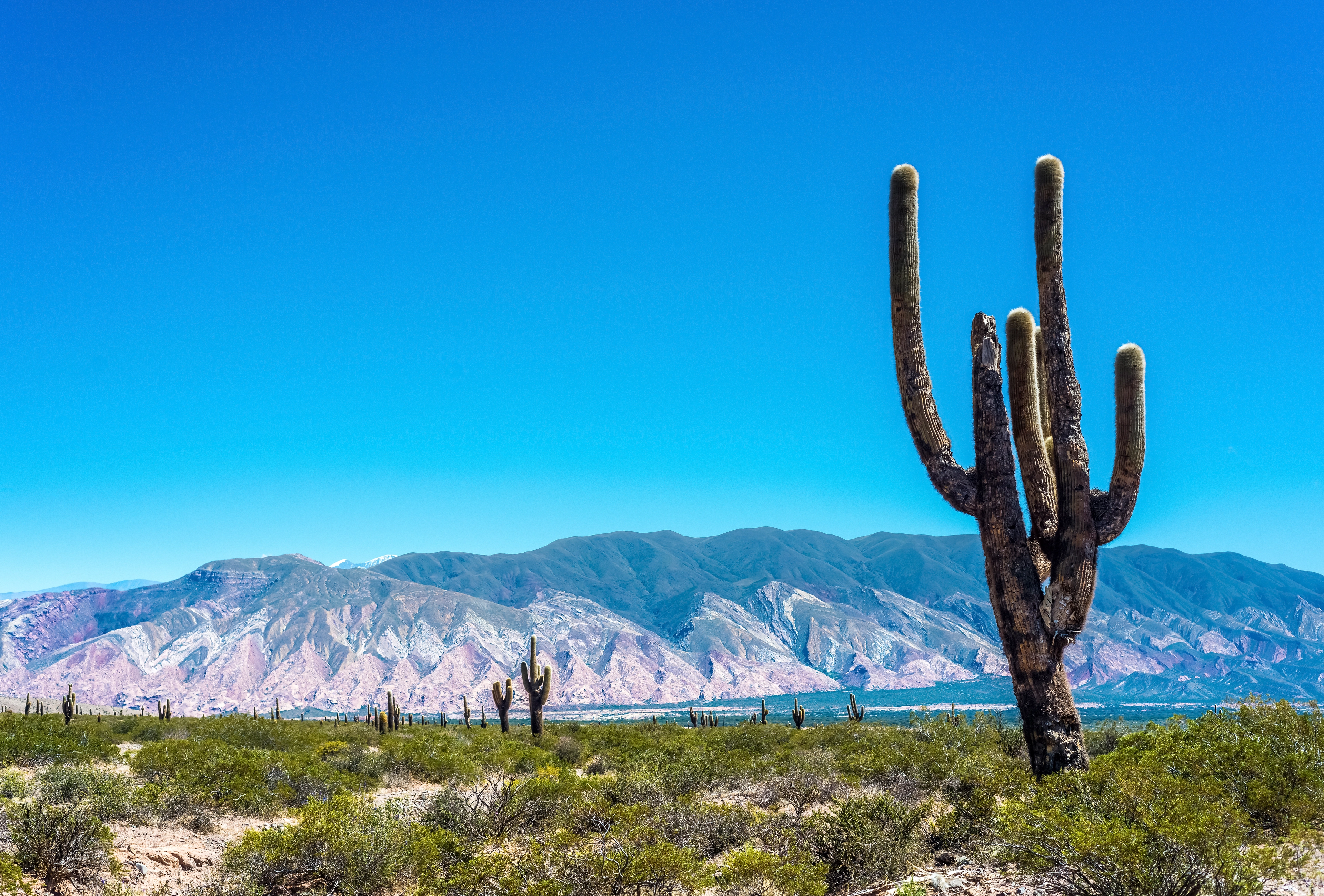 Argentina_Salta_Cactus_National_Park