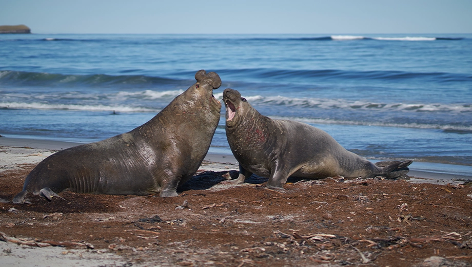 Falklands_Sea Lion Island_Male Southern Elephant Seals fighting