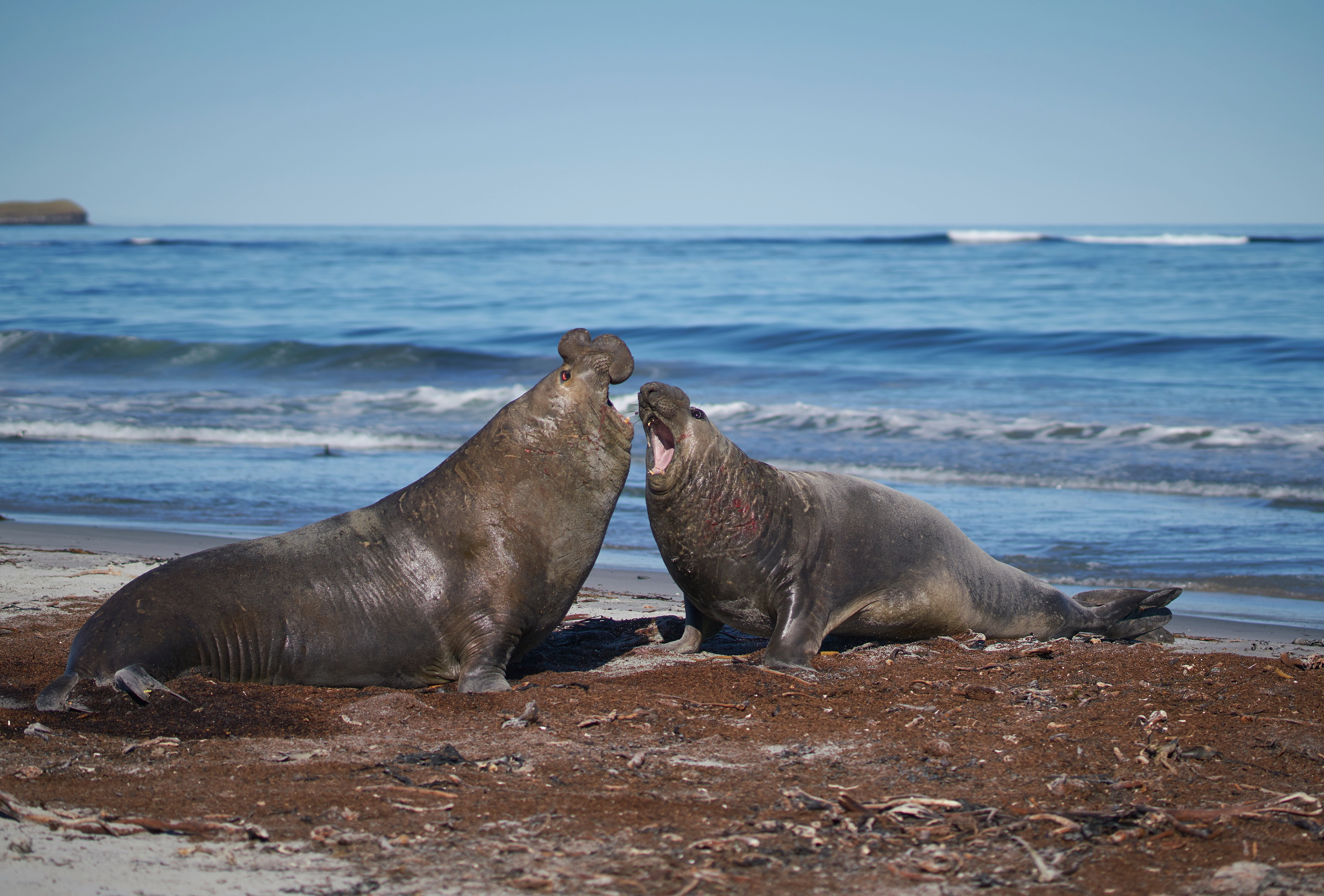 Falklands_Sea Lion Island_Southern Elephant Seals fight