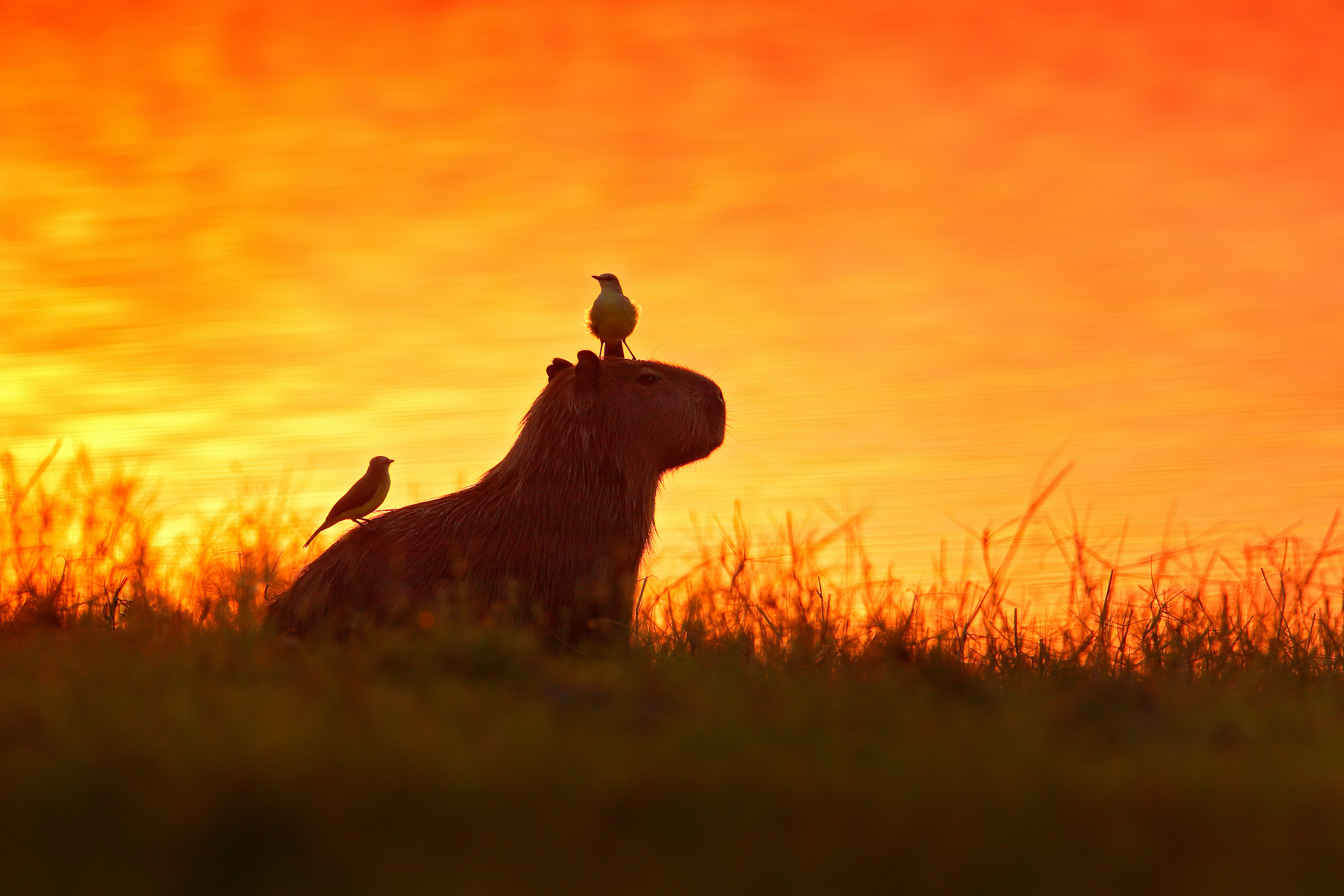 Brazil_capybara_pantanal