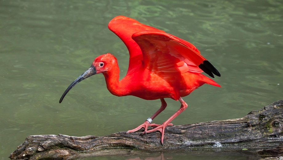 Scarlet ibis, Guyana