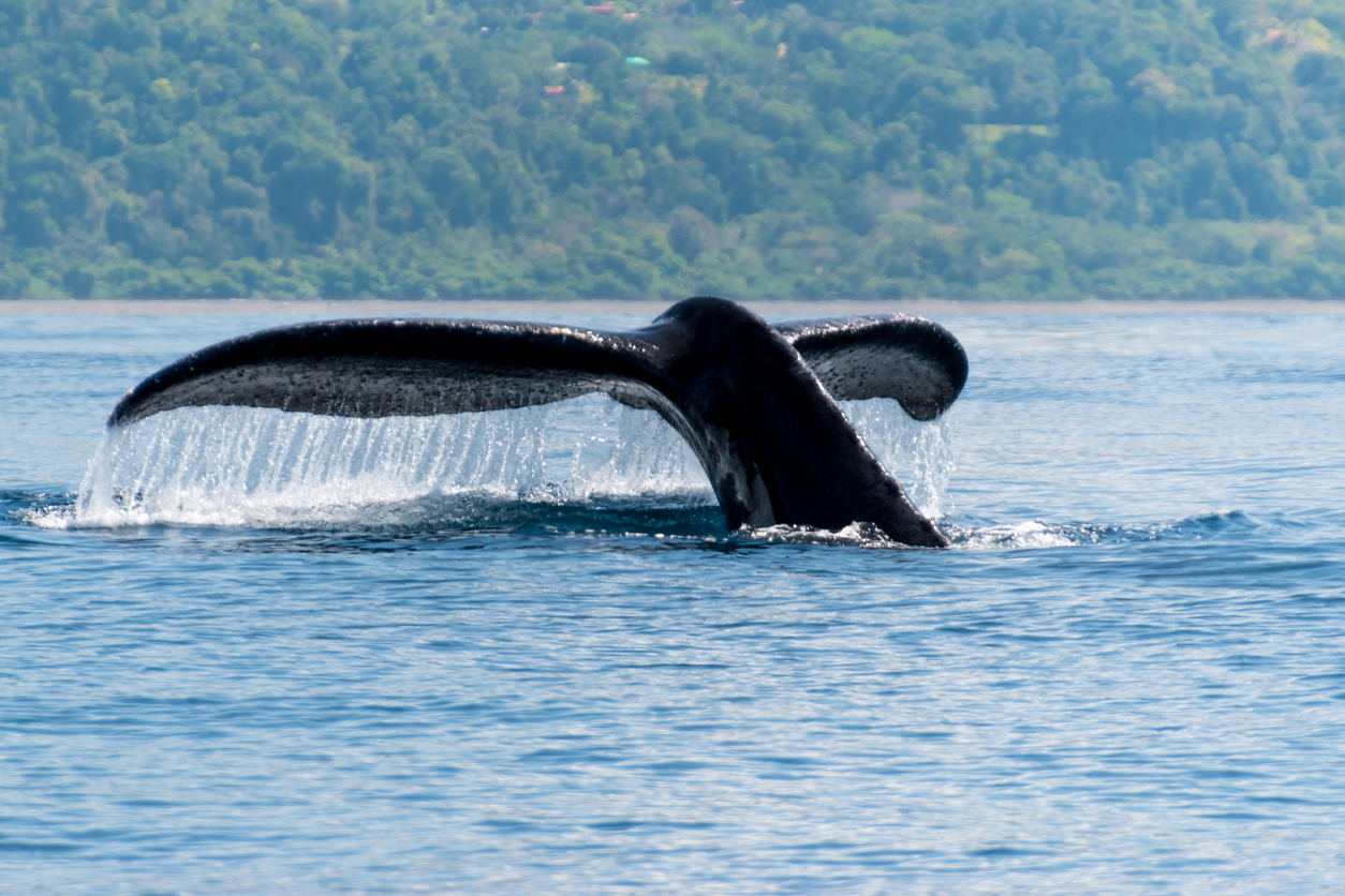 Humpback whale in Marino Ballena National Park, Uvita