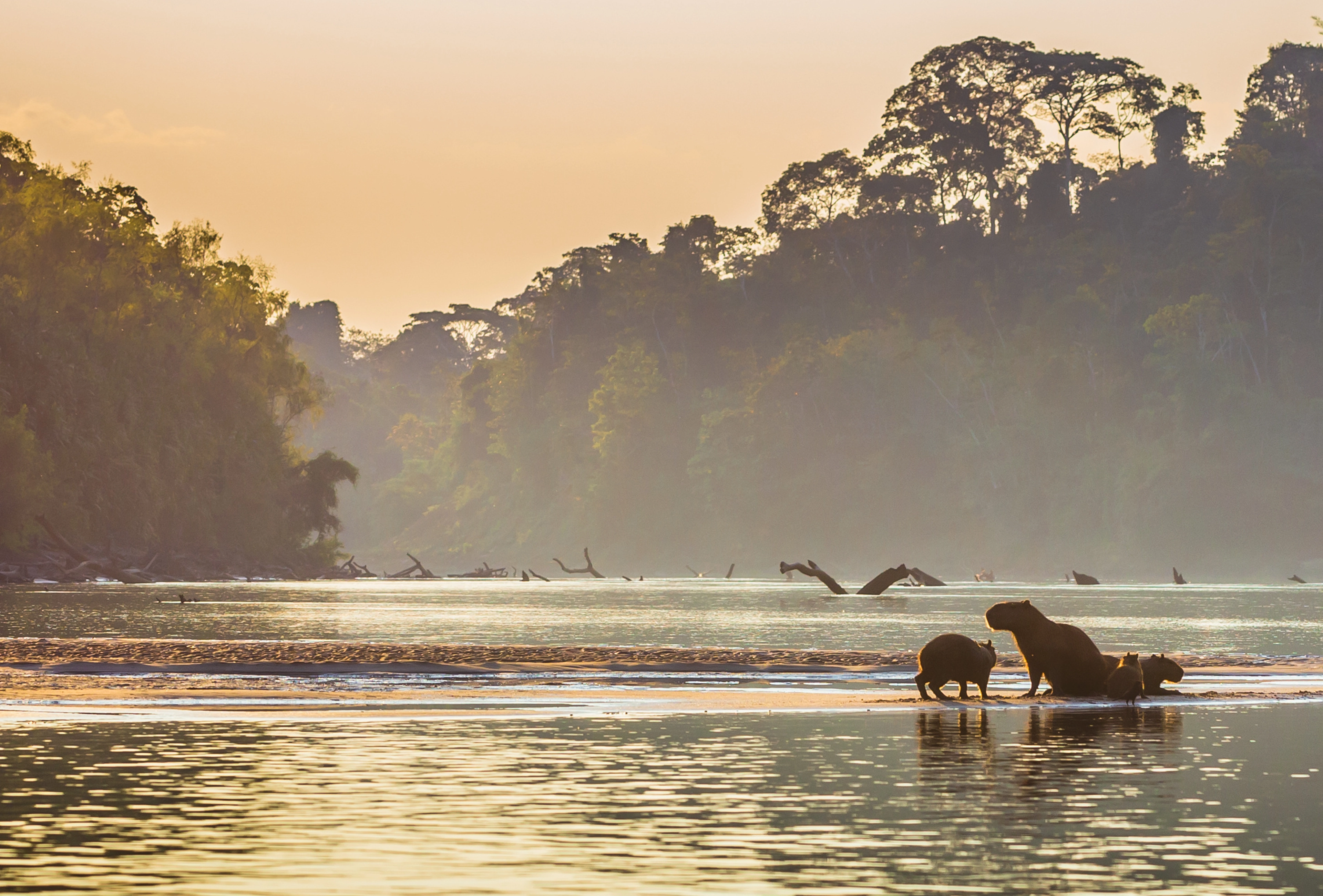 Peru Amazon Capybaras