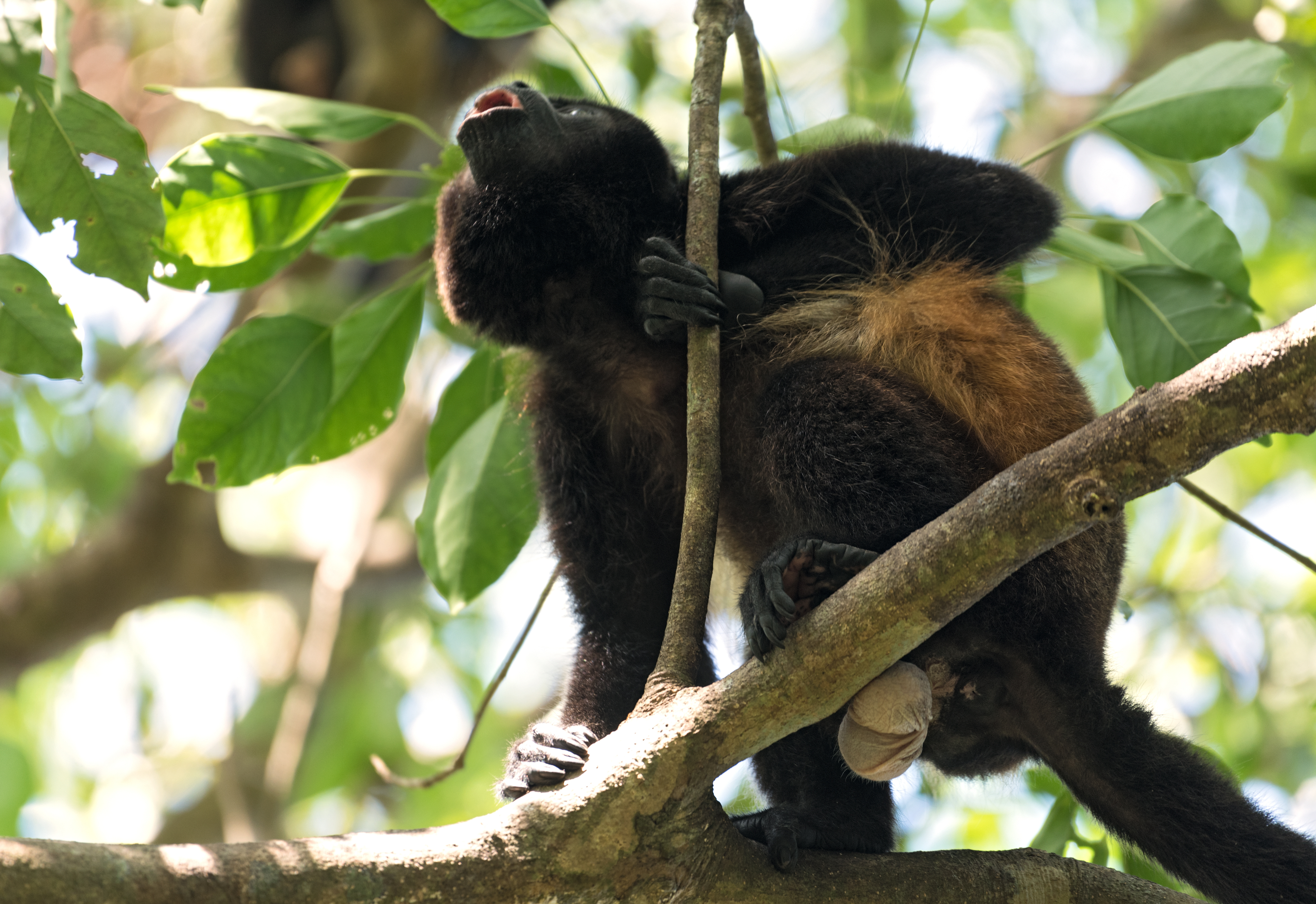 Panama_Howler_Monkey_Chiriqui_Pacific_Coast