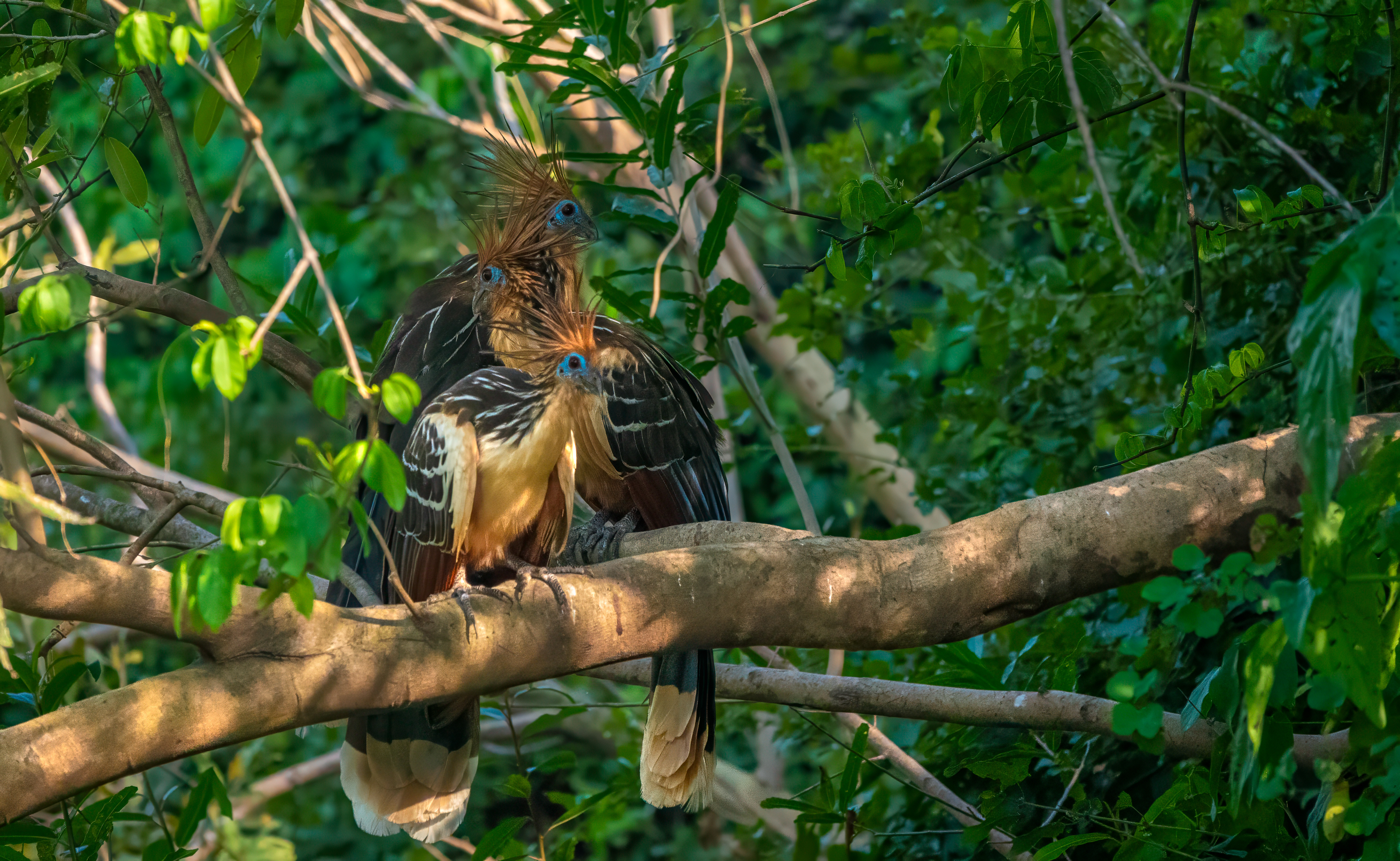 Guyana_Hoatzin_National_Bird