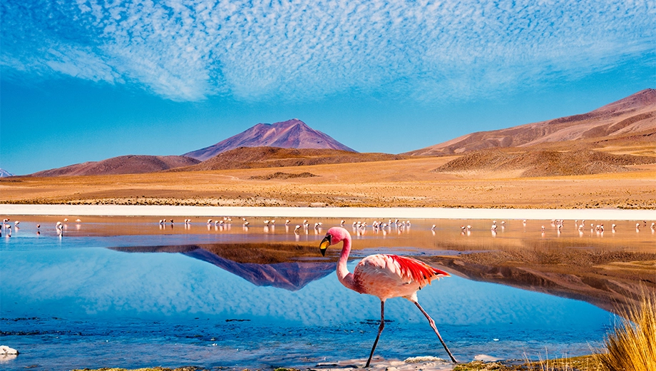 Flamingos in Bolivia