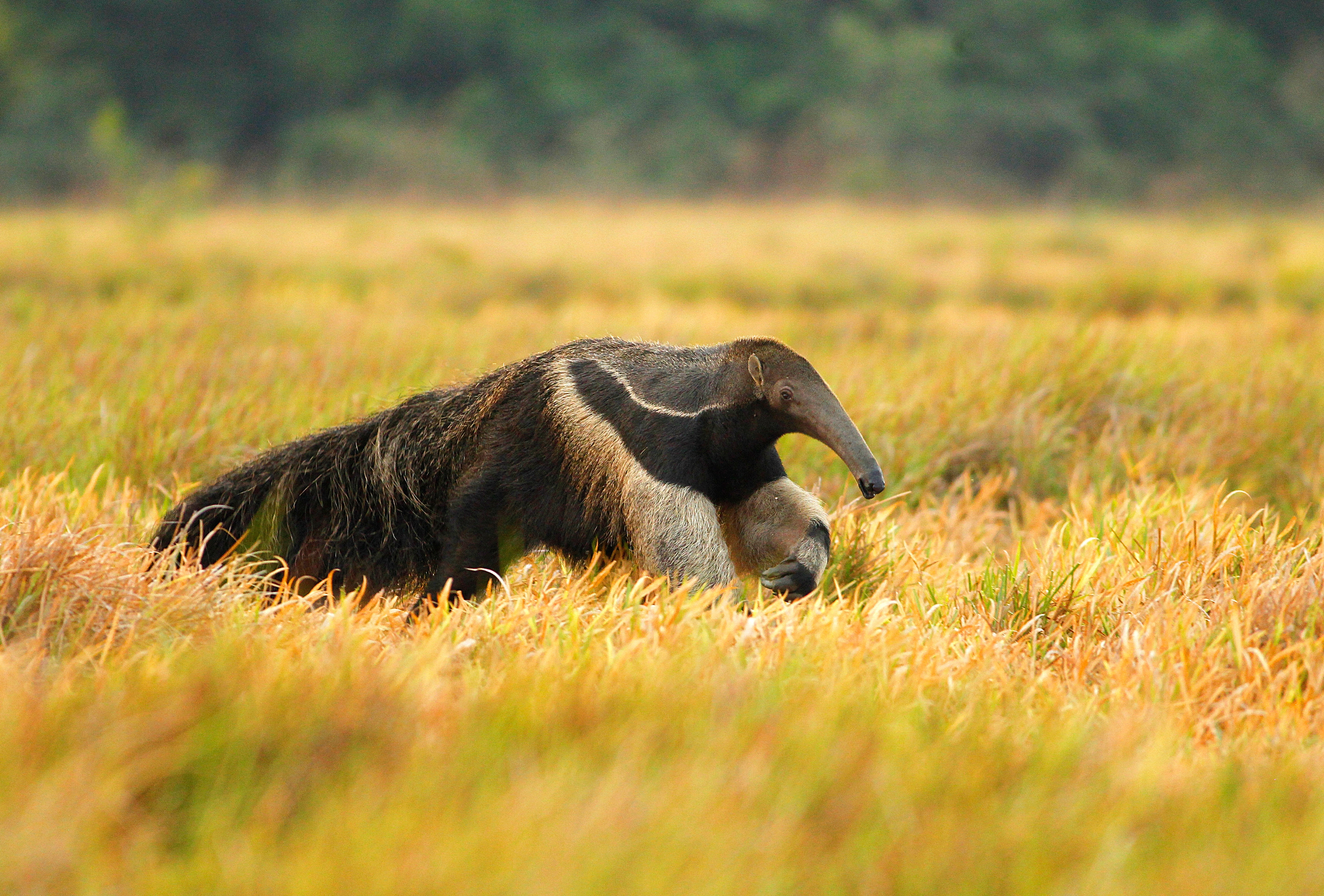 Guyana_Giant Anteater in the savannah