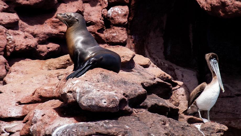 Brown pelican and sea lion on the rocks, Espiritu Santo Island