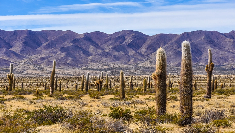 Cactus forest, Cardones National Park