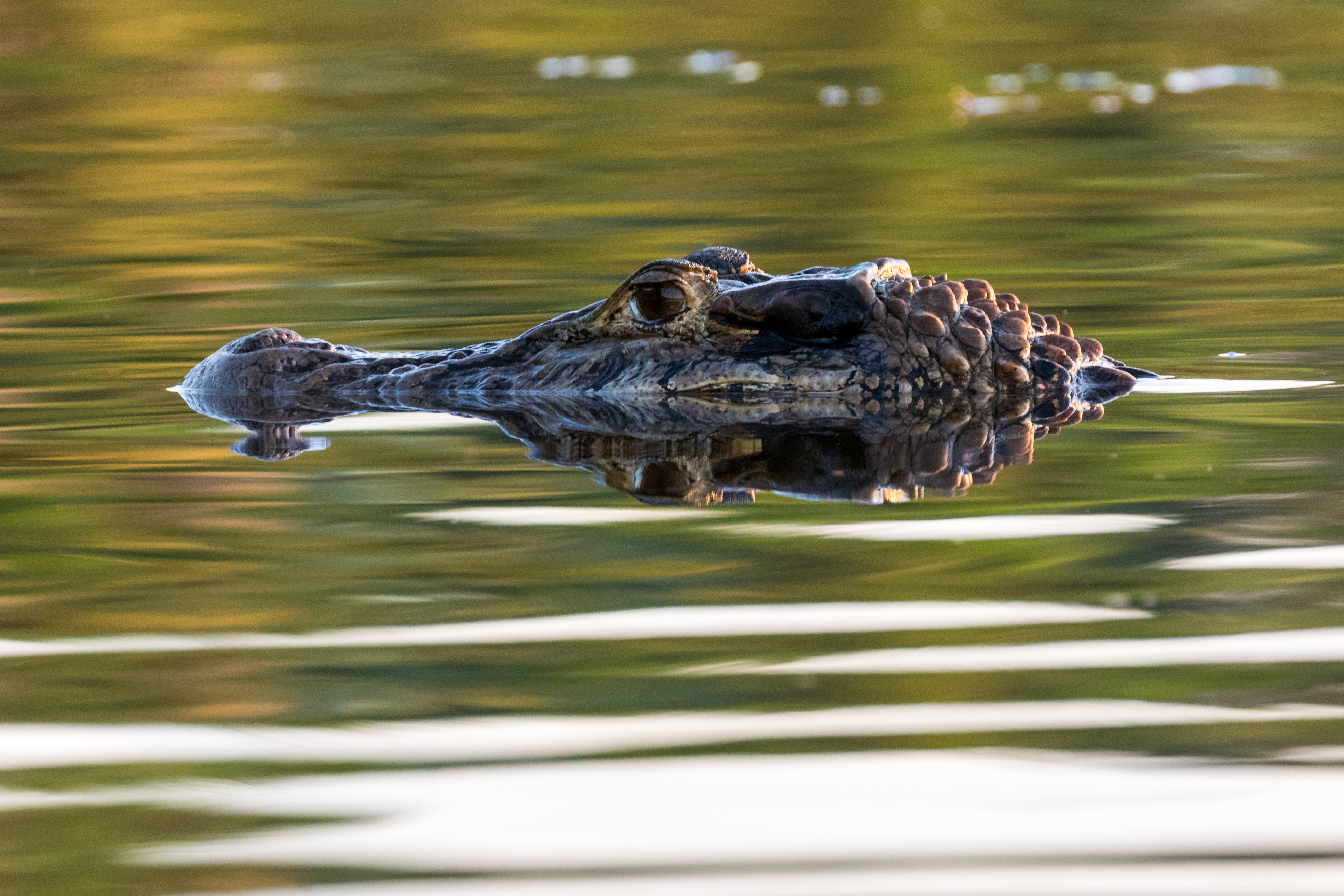 Peru_Amazon_Caiman