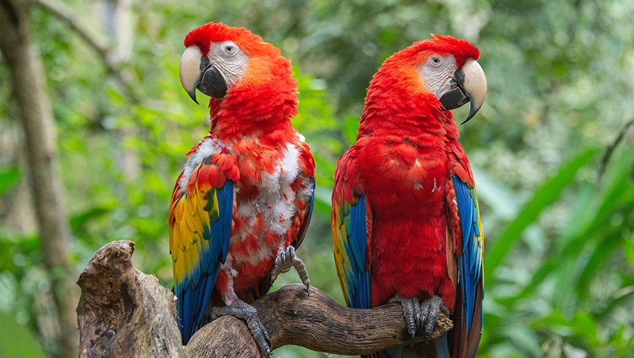 Scarlet macaw close-up, Copan