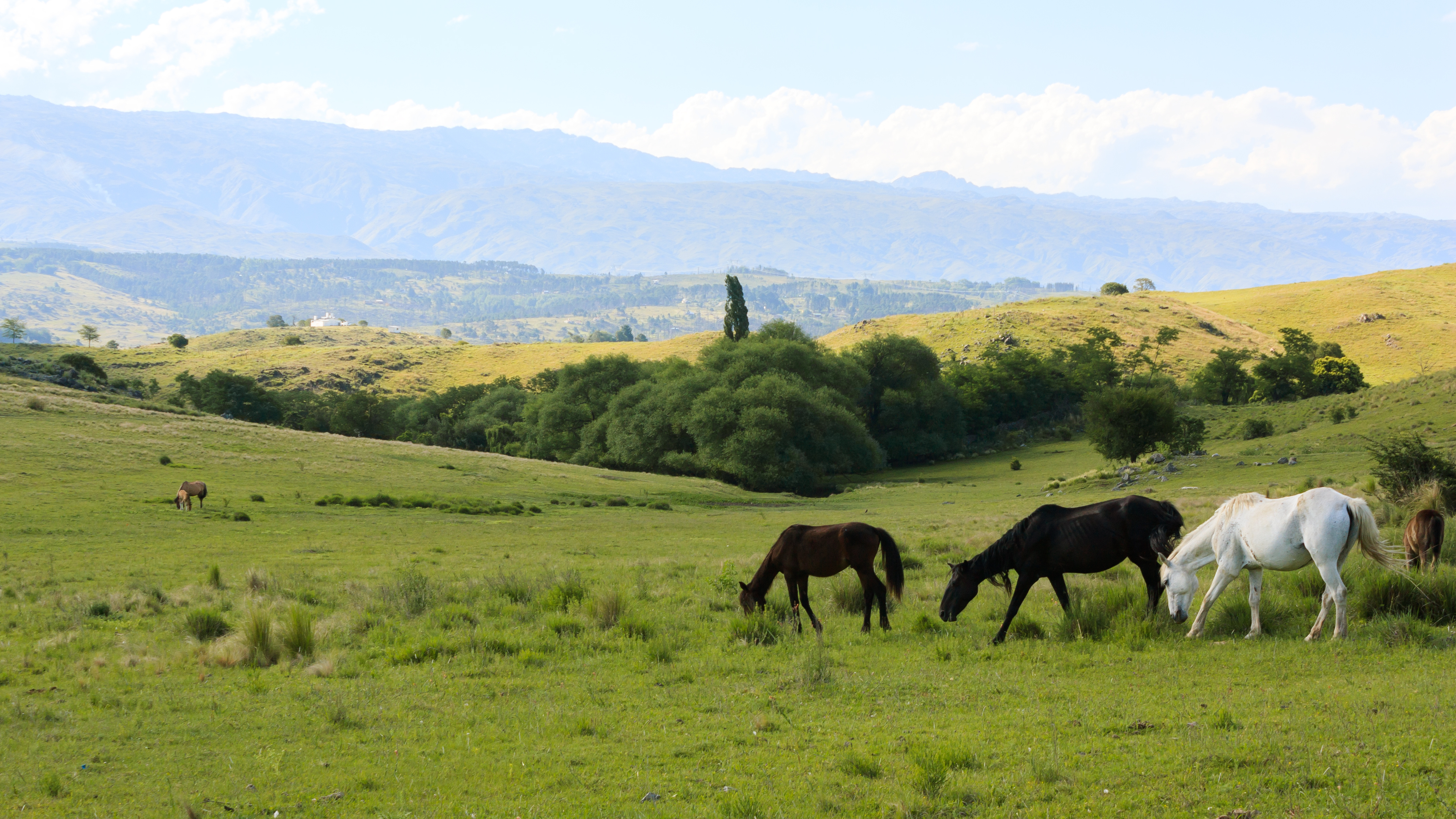 Arg_Cordoba_Horses